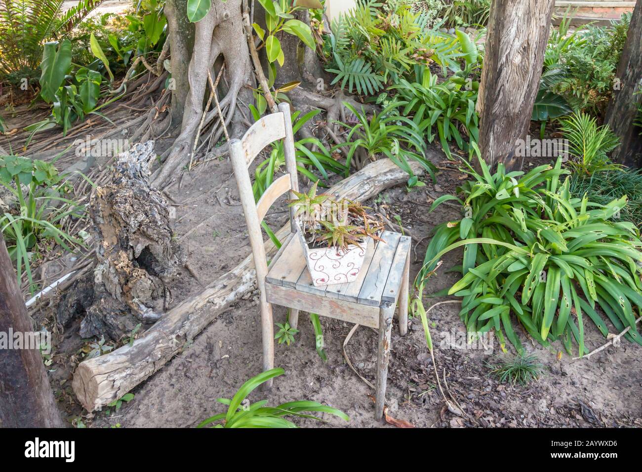 Vecchia sedia per esporre lo stabilimento di aloe in vaso di pianta all'aperto in un giardino - sedia da cucina indossata vintage usata come oggetto di esposizione di pianta Foto Stock