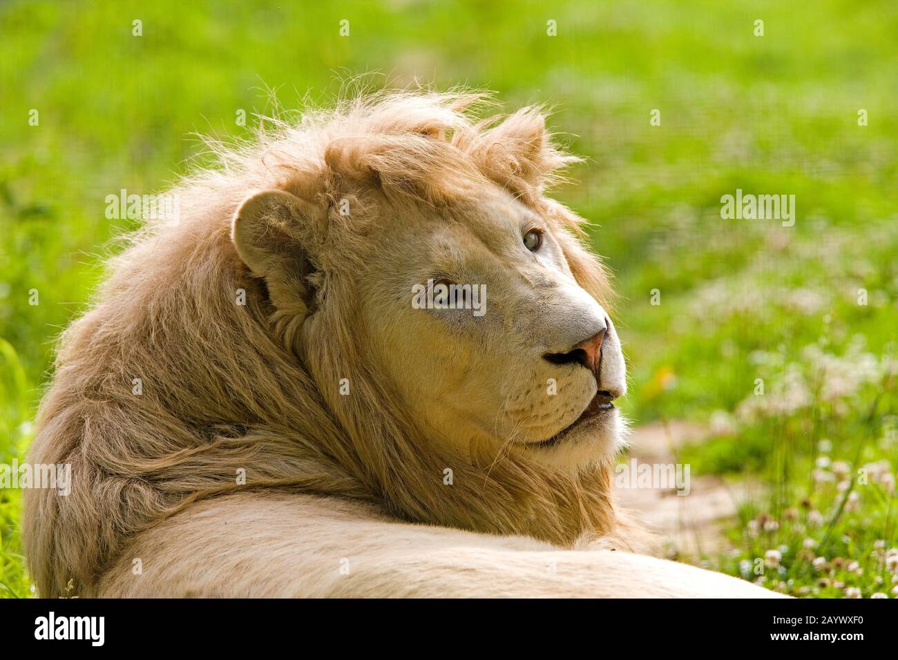 WHITE LION panthera leo krugensis Foto Stock