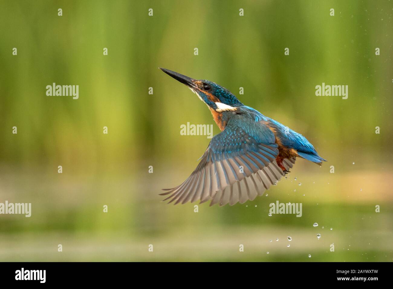 Kingfisher e gocce Foto Stock