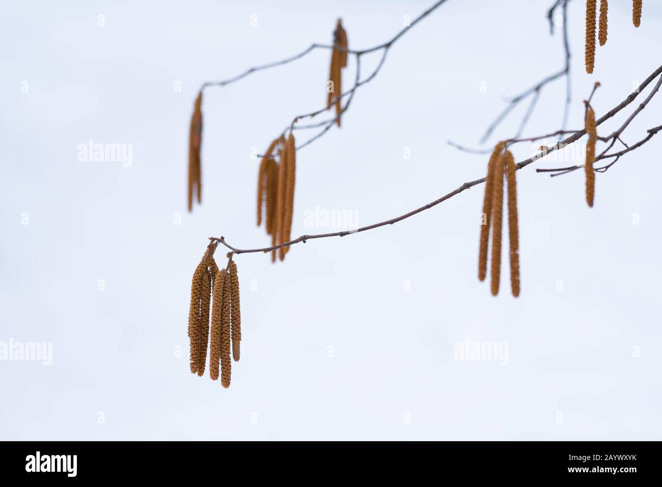 Orecchini su un ramo nella foresta invernale Foto Stock