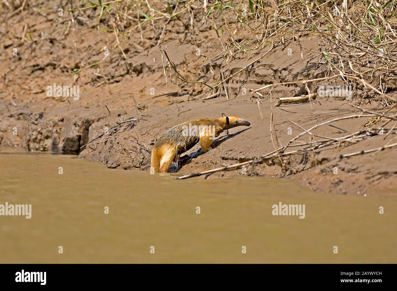 ANTEATER Southern Tamandua tetradactyla attraversando il fiume di Madre de Dios NEL PARCO NAZIONALE DEL MANU IN PERÙ Foto Stock