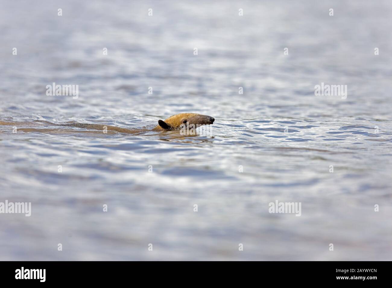 ANTEATER Southern Tamandua tetradactyla attraversando il fiume di Madre de Dios NEL PARCO NAZIONALE DEL MANU IN PERÙ Foto Stock