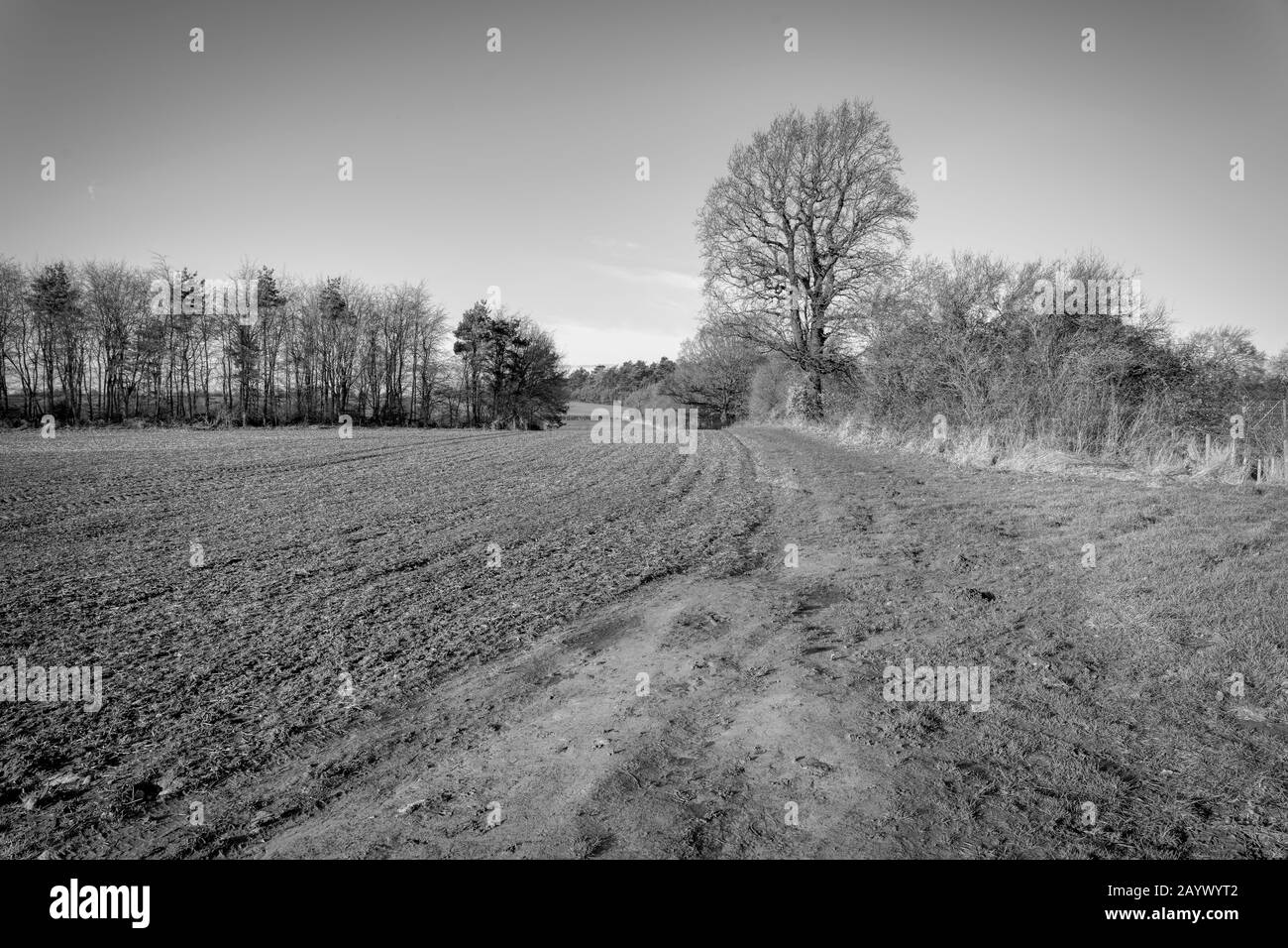 Holbeck in Nottinghamshire paesaggio di agricoltura invernale Foto Stock