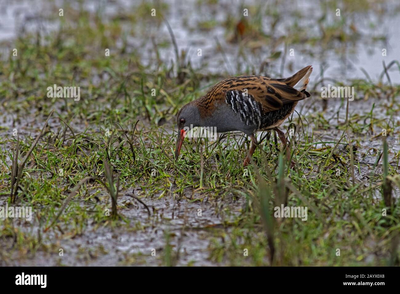Water rail -Rallus aquaticus che predona per il cibo. Inverno Foto Stock