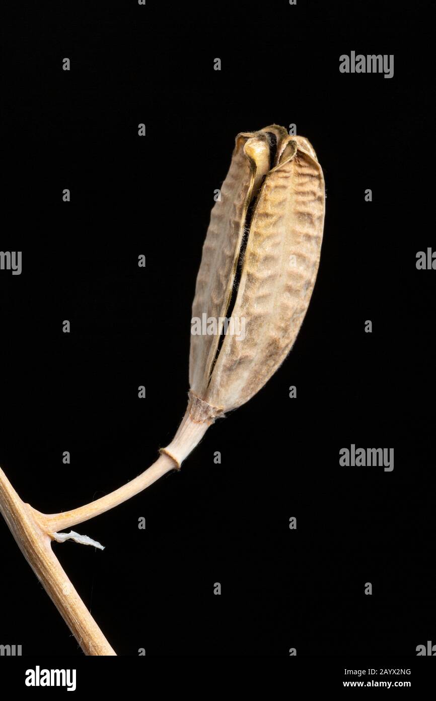 Gasteria armstrongii, un succulento sudafricano, seedpod splitting Foto Stock