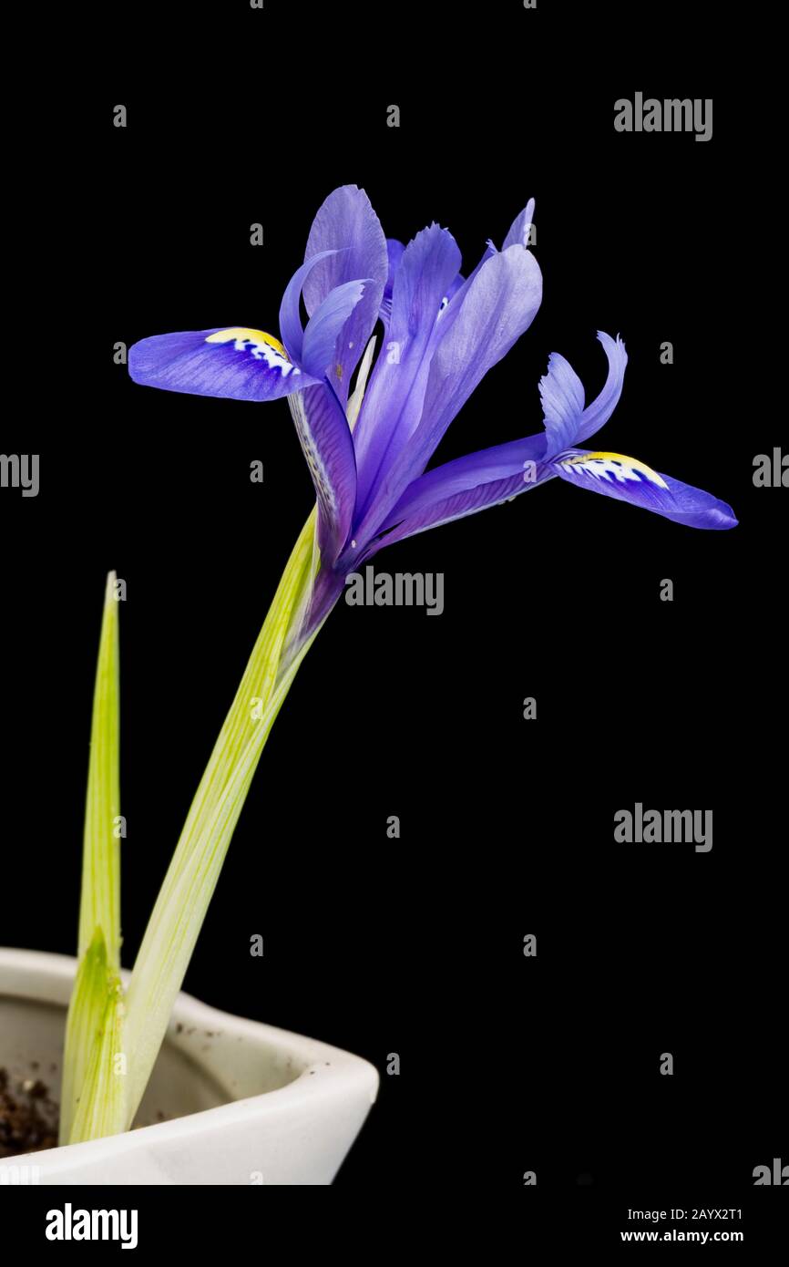 Iris reticolata, fioritura al chiuso, gennaio. Foto Stock