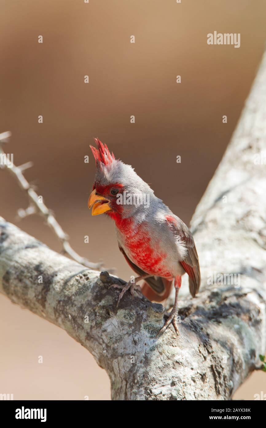 Pirrhuloxia, Cardinalis sinuatus, maschio al Falcon state Park, Texas, Stati Uniti Foto Stock