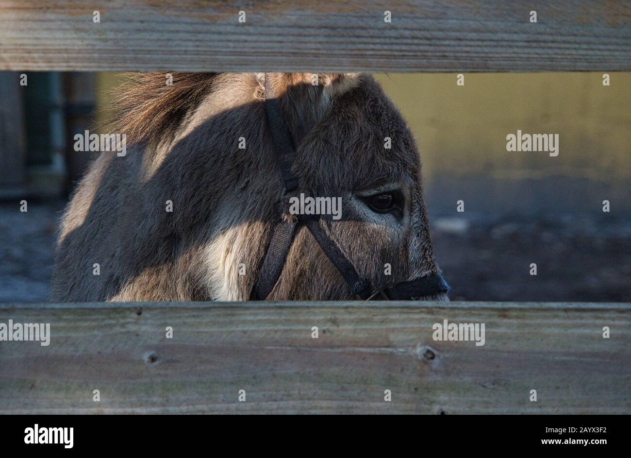 Ritratto testa di un asino marrone con triste occhio nero Foto Stock