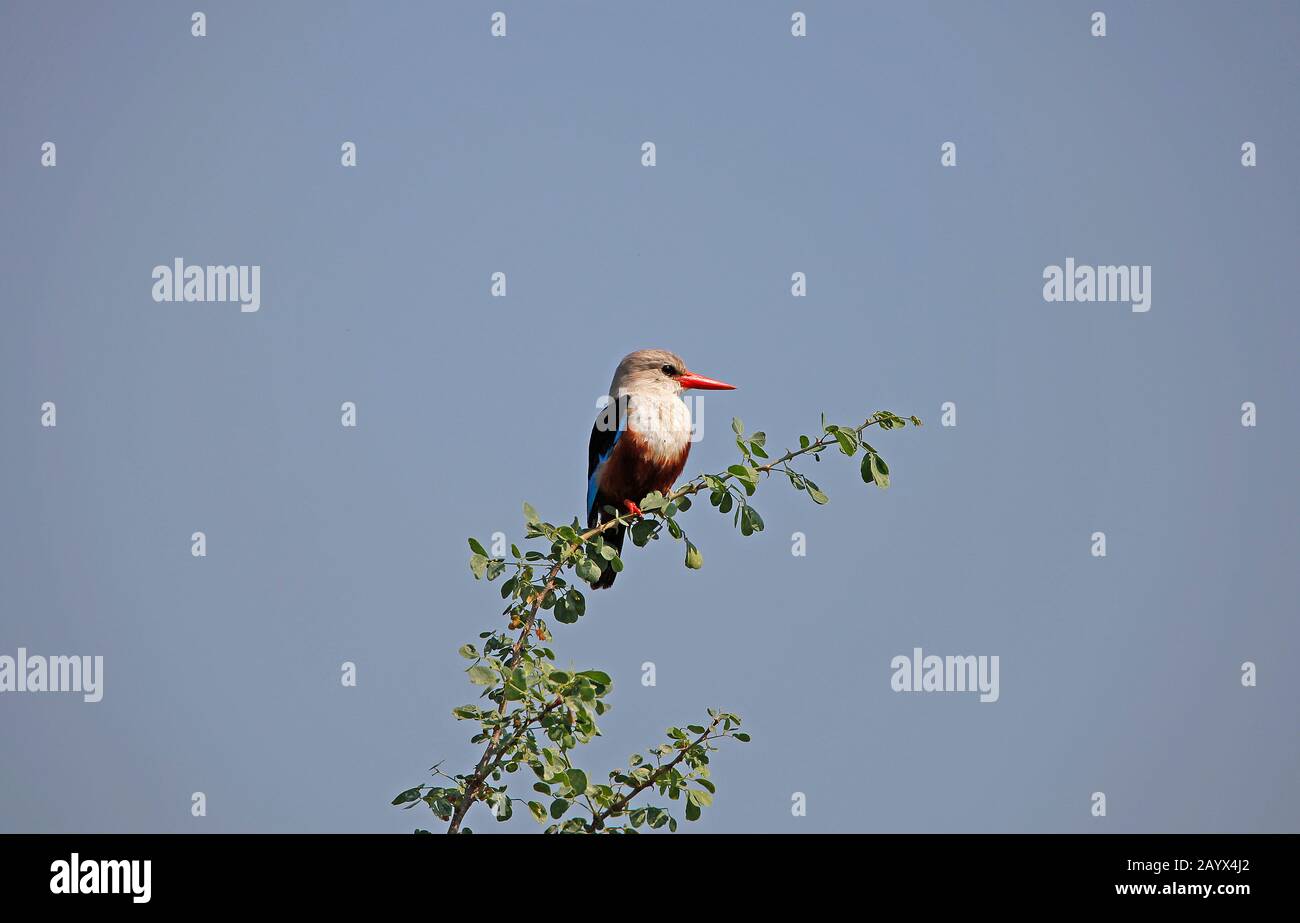 Kingfisher con Testa grigia, leucocephala halcyon, adulto in piedi in Branch, lago Naivasha in Kenya Foto Stock