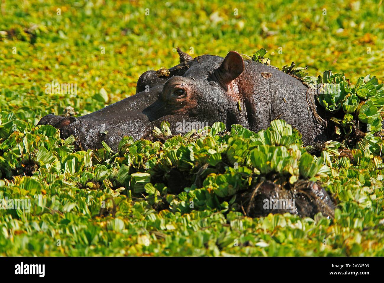 Ippopotamo, ippopotamo anfibio, adulto in piedi nella palude piena Di Acqua Lettuce, Masai Mara Park in Kenya Foto Stock