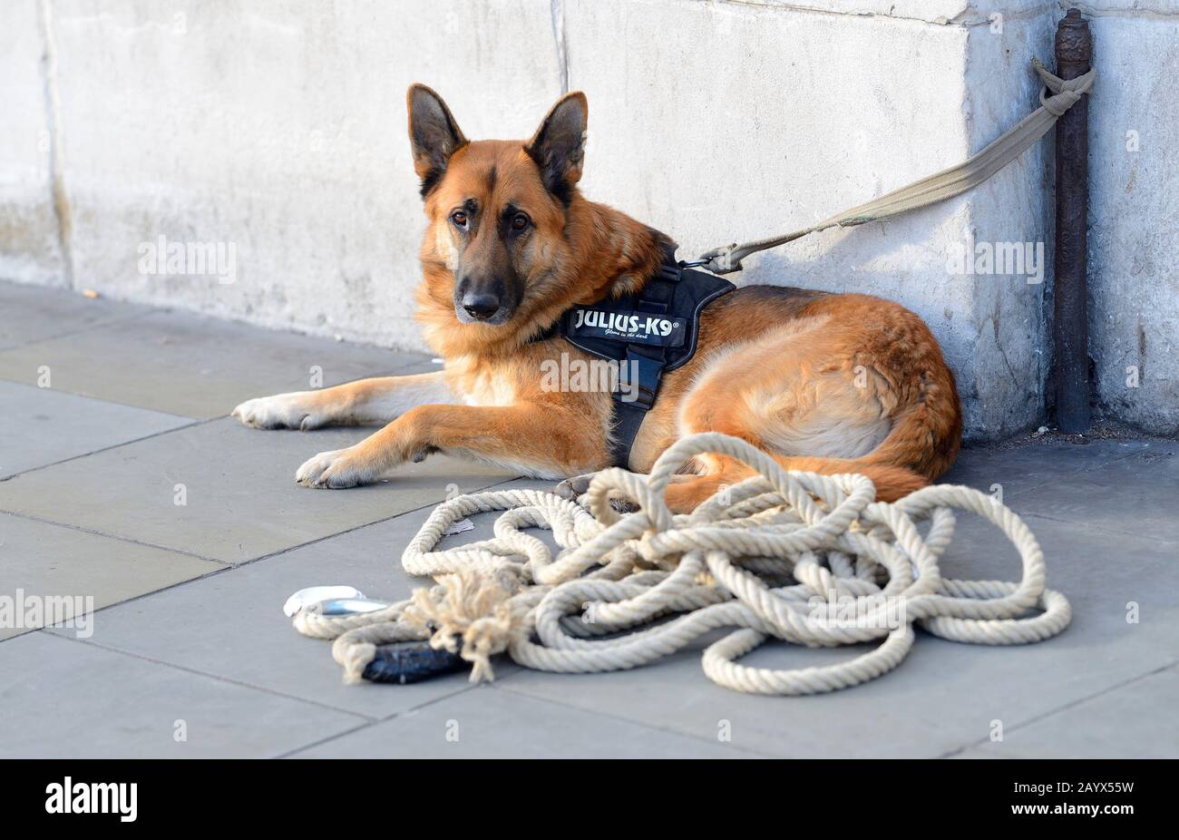 Londra, Inghilterra, Regno Unito. Cane alsaziano / tedesco Pastore legato a Trafalgar Square con un imbracatura Julius-K9 Foto Stock