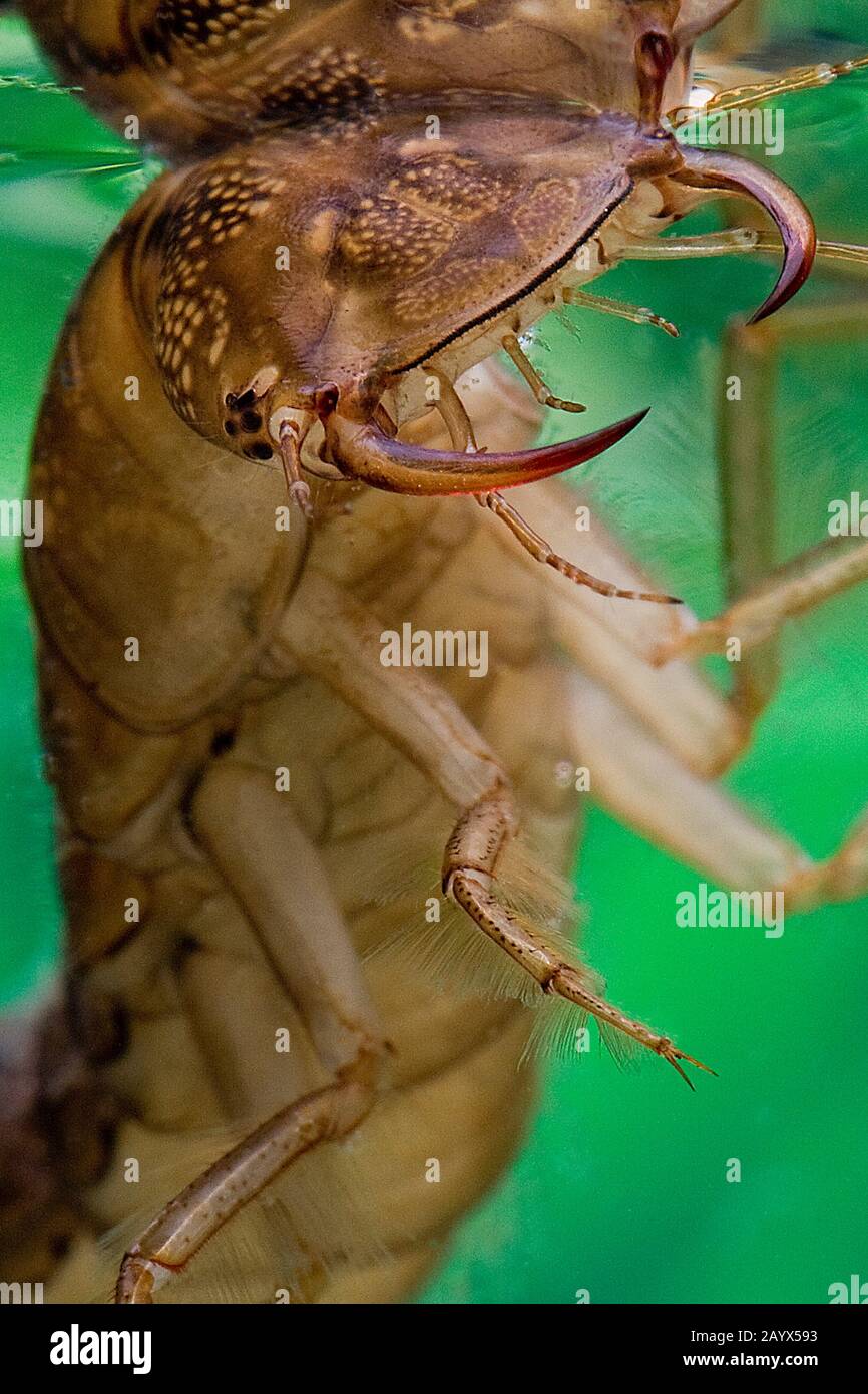 Great Diving Beetle, distiscus marginalis, Larva in Piedi In Acqua, testa con Fangs, Normandia Foto Stock