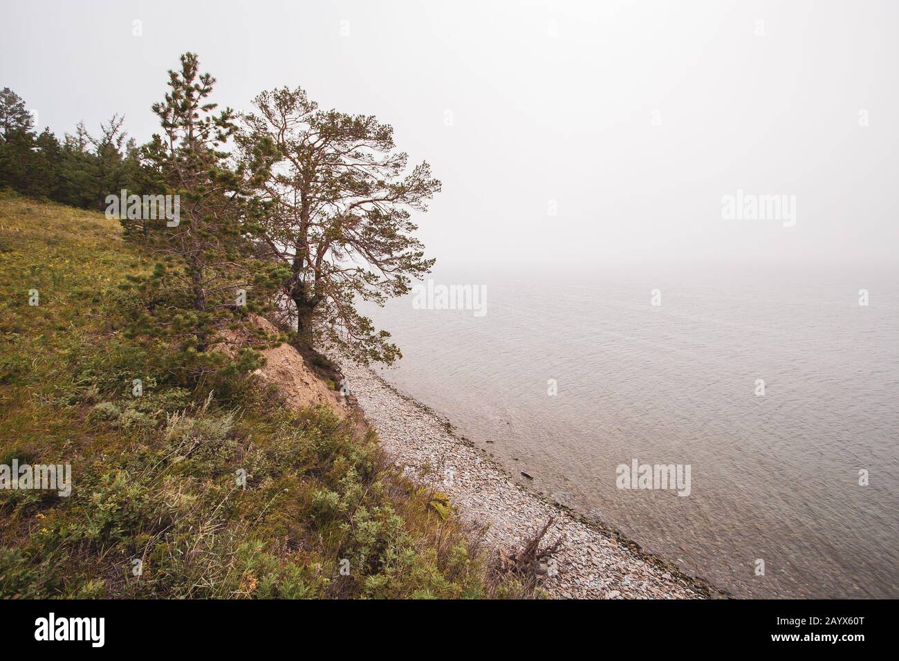 Un albero sulla riva del lago Baikal nella nebbia. C'è erba verde a terra. Ciottoli in acqua. Il lago è calmo. Foto Stock