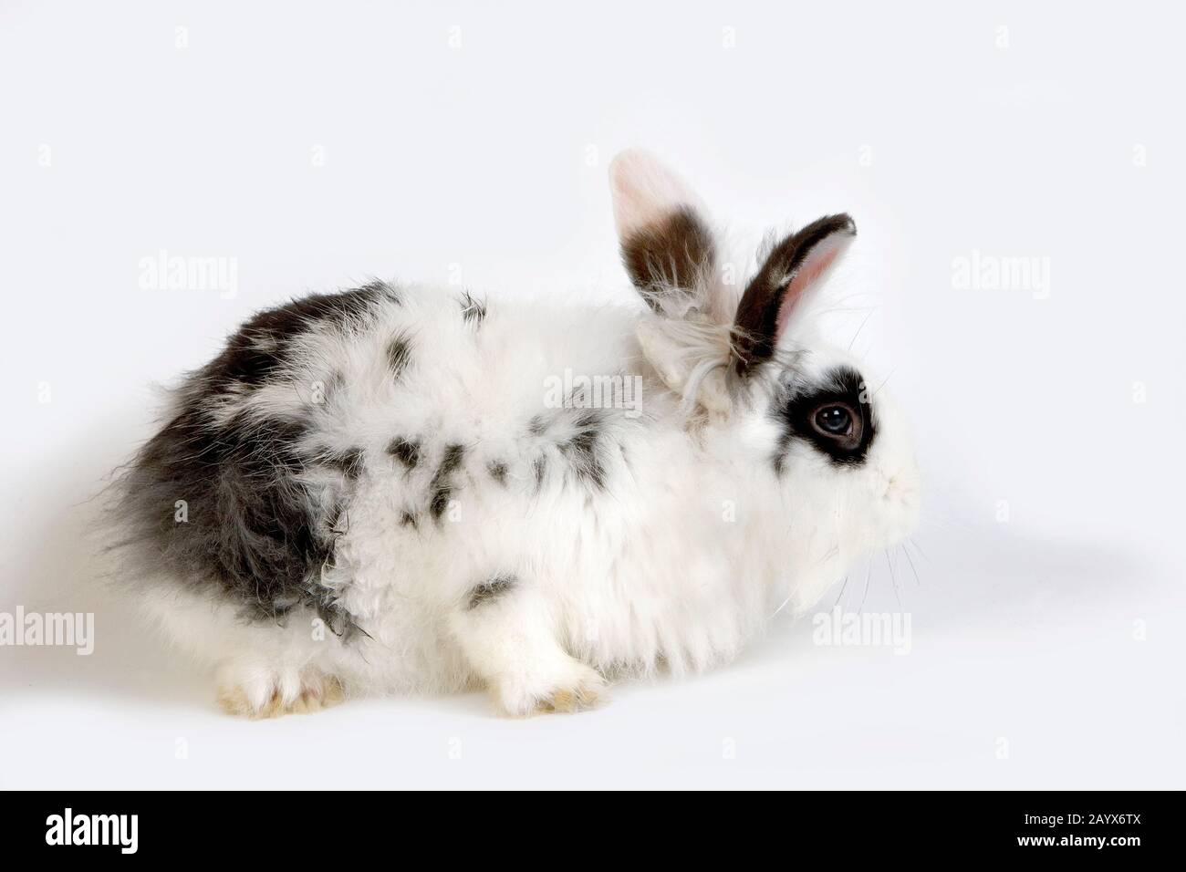 Bianco e Nero Dwarf coniglio domestico contro uno sfondo bianco Foto Stock