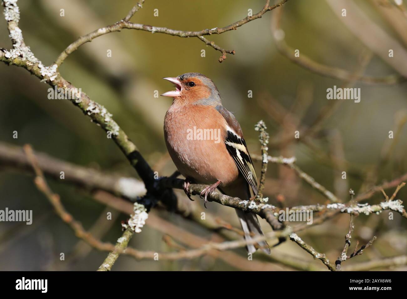 Canto fringuello, fringilla coelebs, in inverno Foto Stock