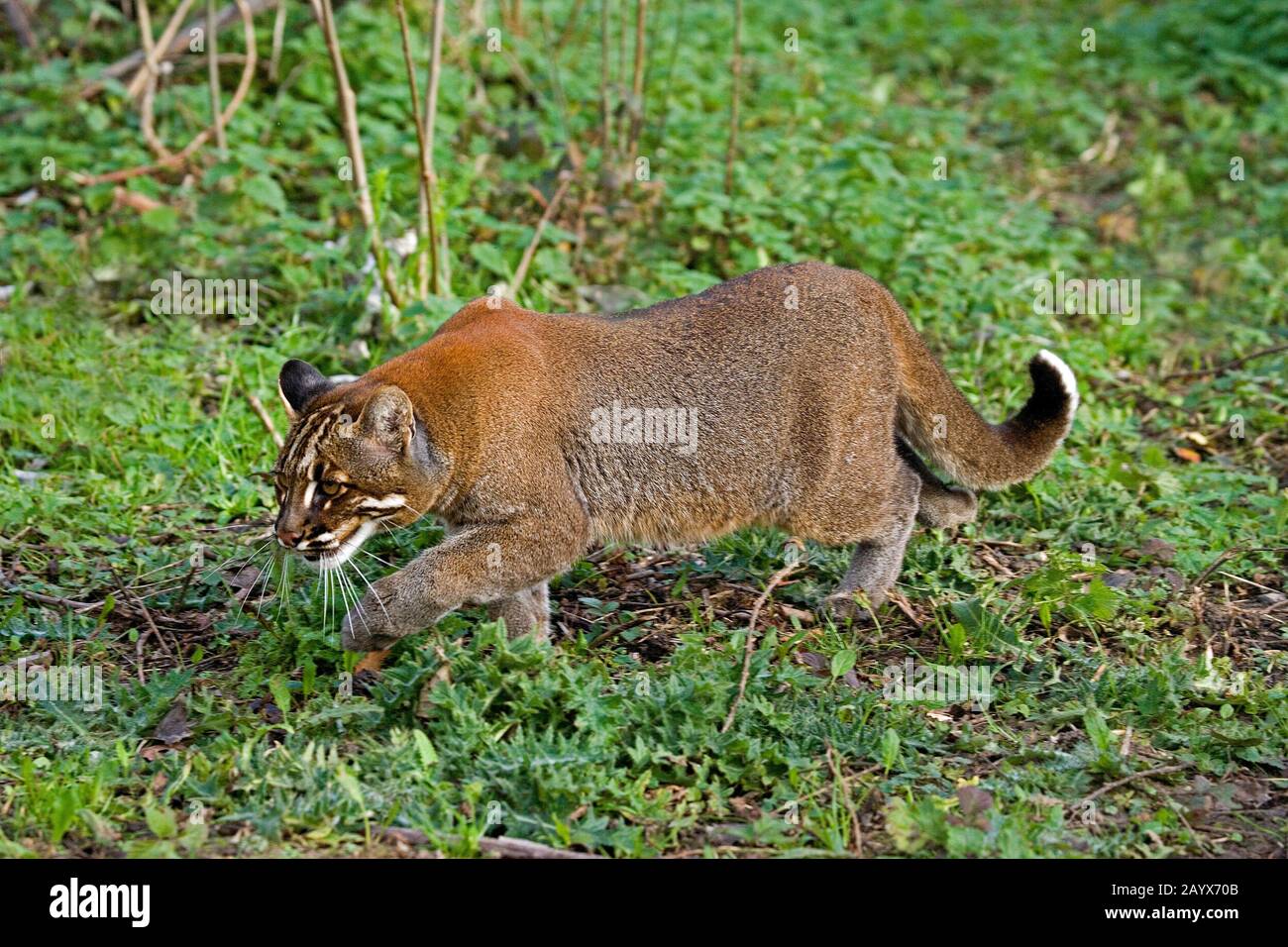 Asian Golden Cat o Temmink's Cat, catopuma temmincki, Adulti Foto Stock