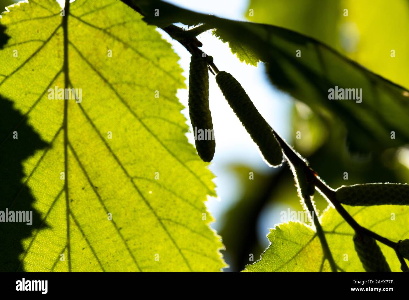 Nocciola su un ramo con foglie verdi. Fine estate negli arbusti con foglie e sunburst. Sano mangiare proteine naturali. Foto Stock