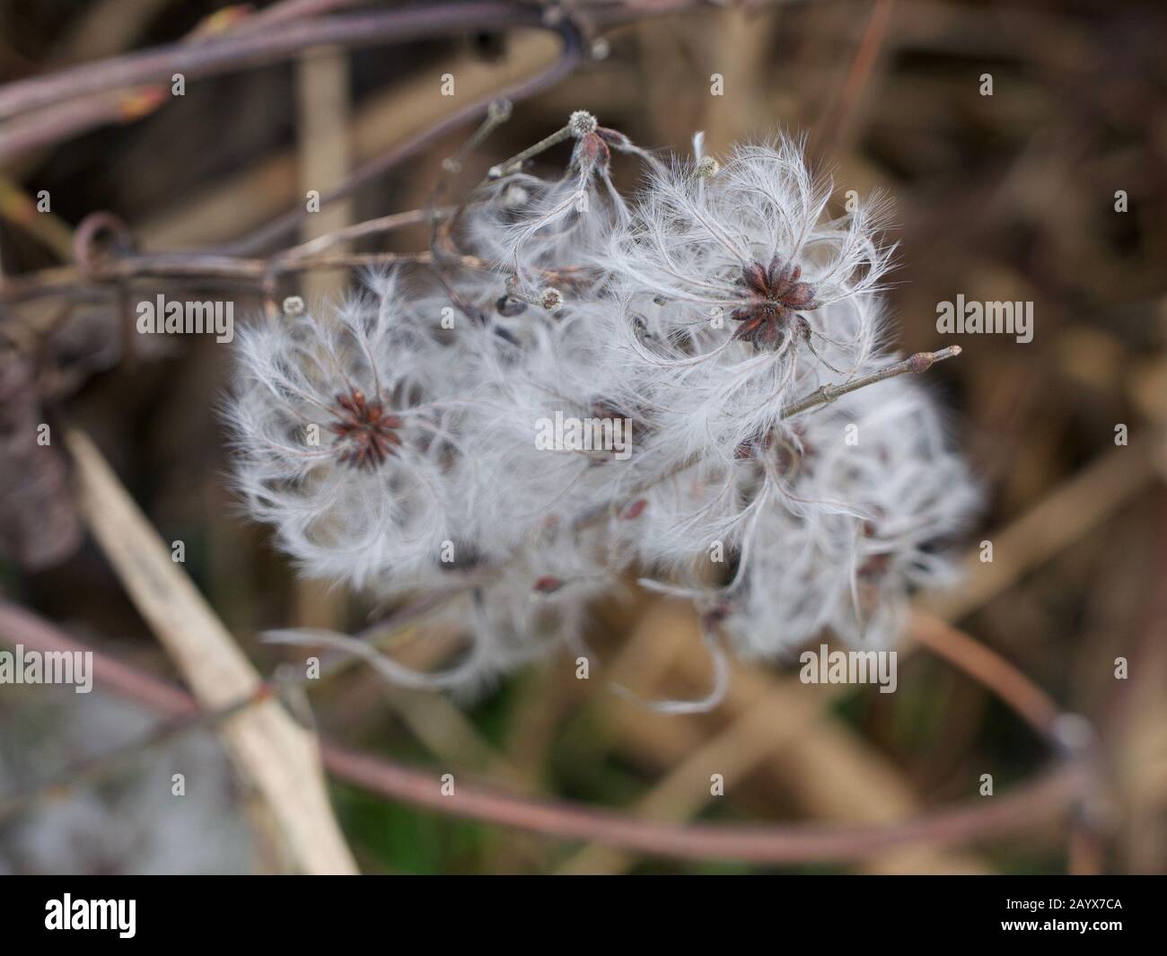 Pods di seme di piuma che aspettano essere dispersi dal vento Foto Stock