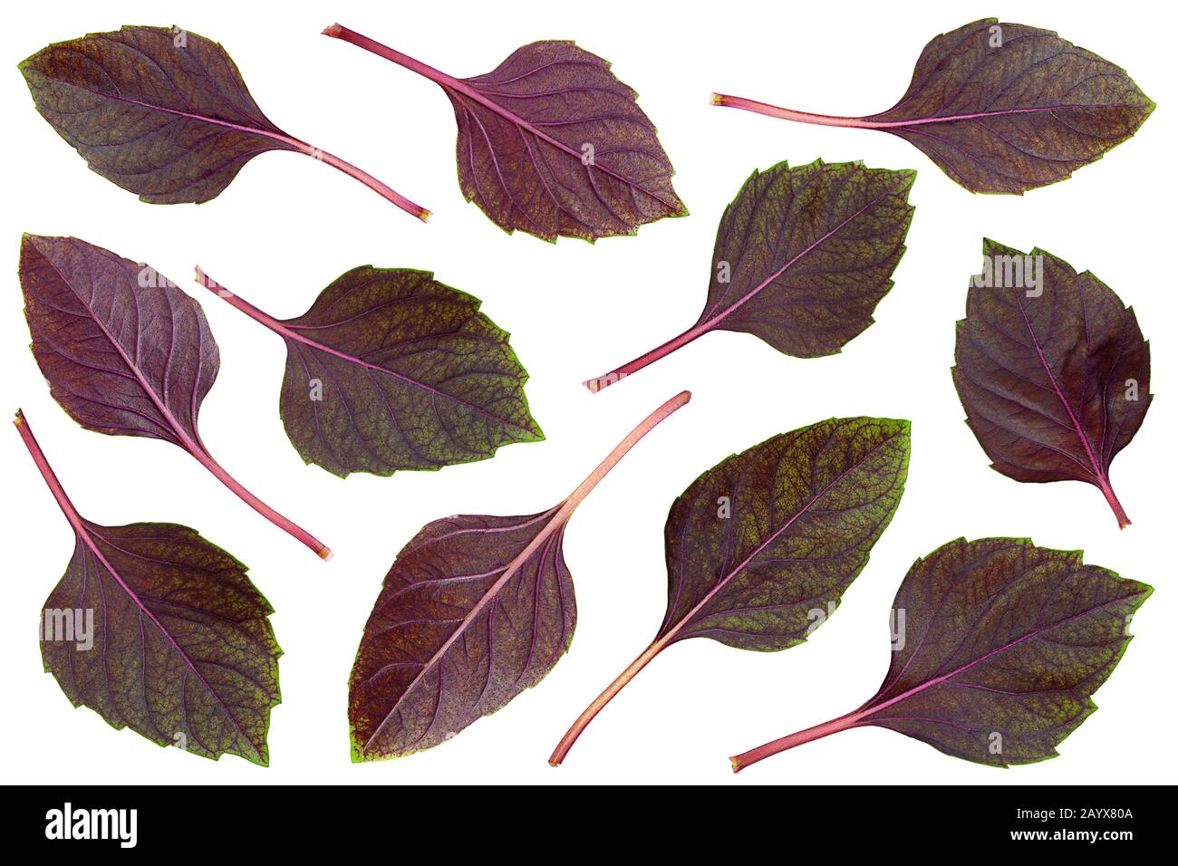 Collezione di erbe di basilico viola isolato su sfondo bianco Foto Stock