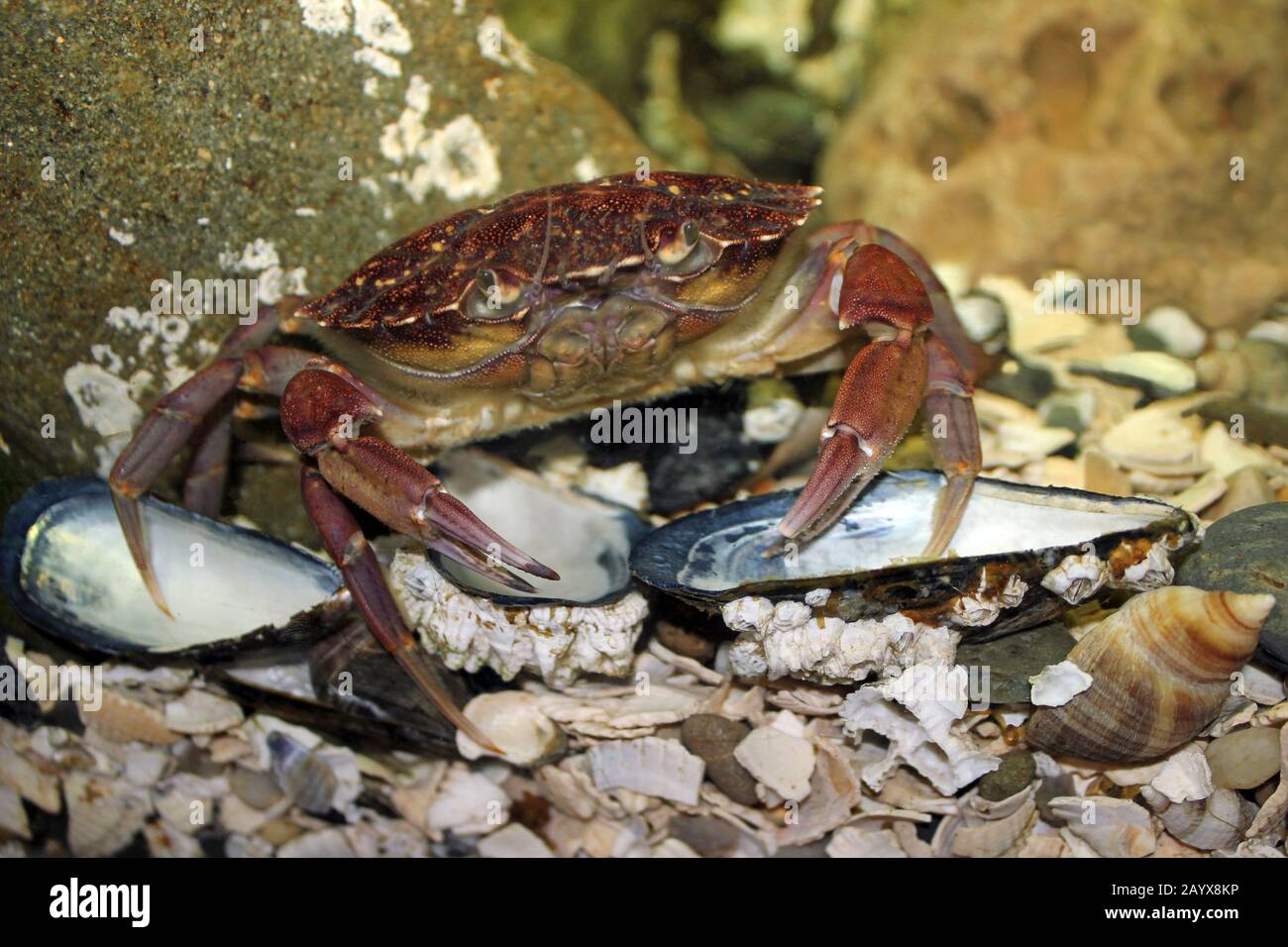 Purea granchio a.k.a. granchio del porto o sabbioso Nuoto granchio del Liocarcinus depurator Foto Stock