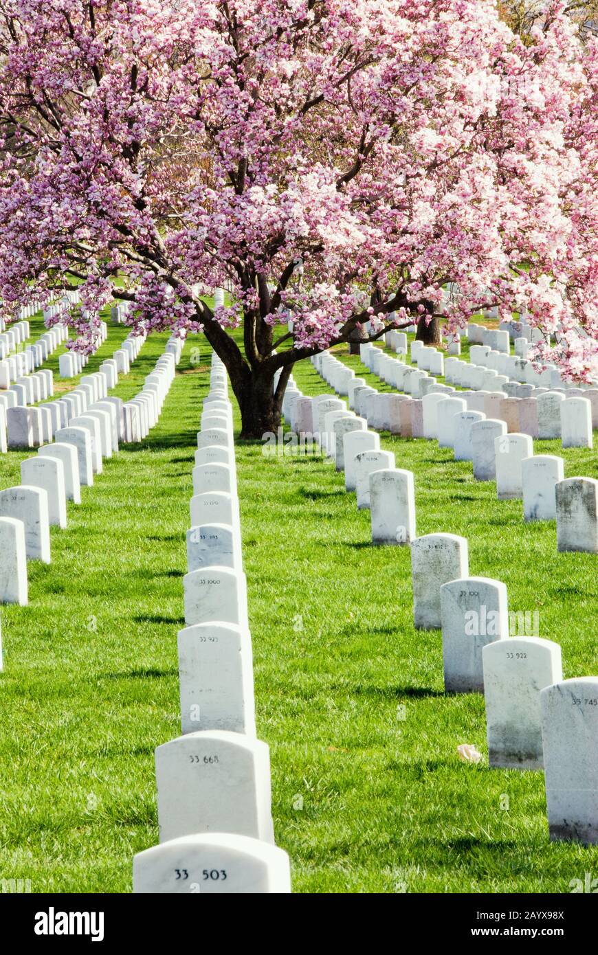 Primavera al Cimitero di Arlington Virginia USA. Un meraviglioso albero di magnolia piattino in piena fioritura tra tutte le lapidi senza nome. Foto Stock