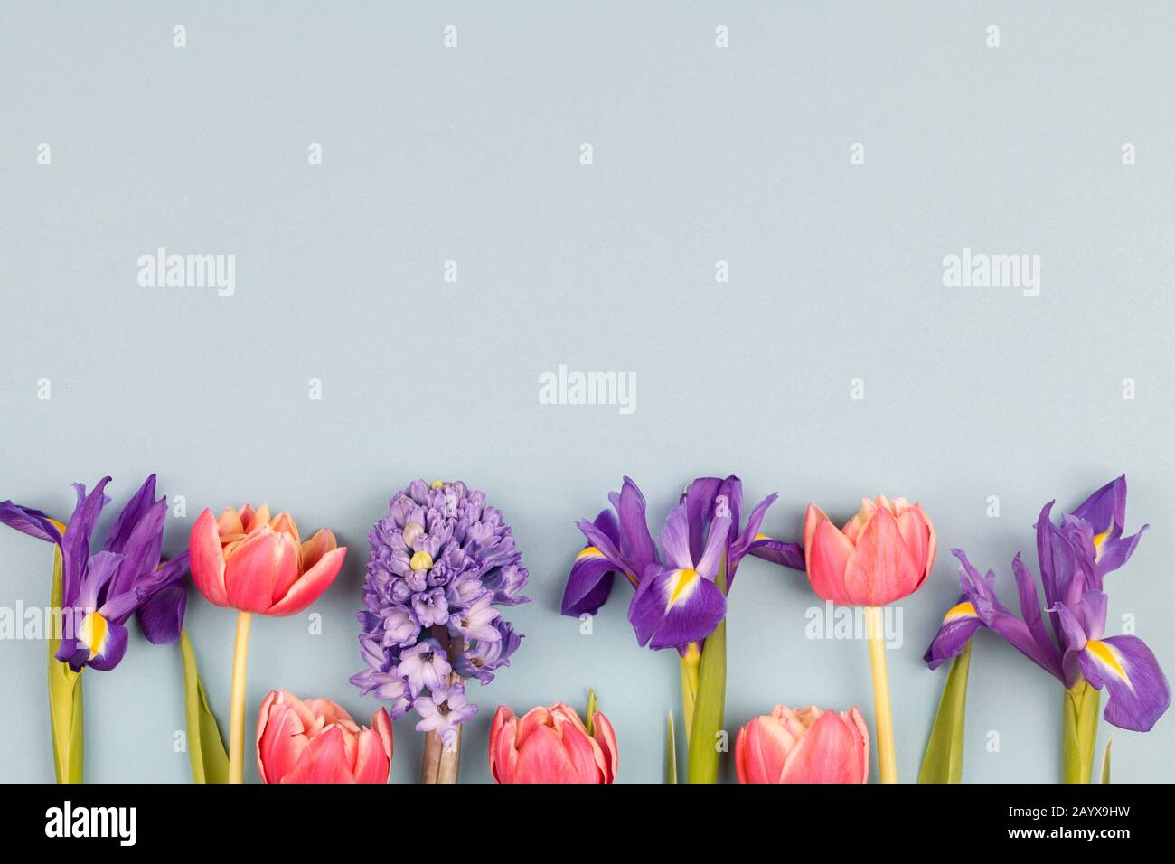 Bellissimi fiori di primavera. Tulipani rossi, iridi viola e giacinto su sfondo blu. Design per biglietto d'auguri. Cornice bordo layout creativo. Chic matrimonio Foto Stock