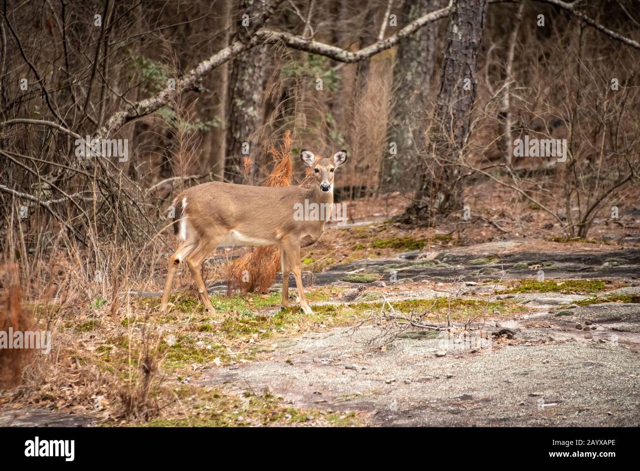 Cervi dalla coda bianca su un affioramento di granito vicino Atlanta, Georgia, Stati Uniti. Foto Stock