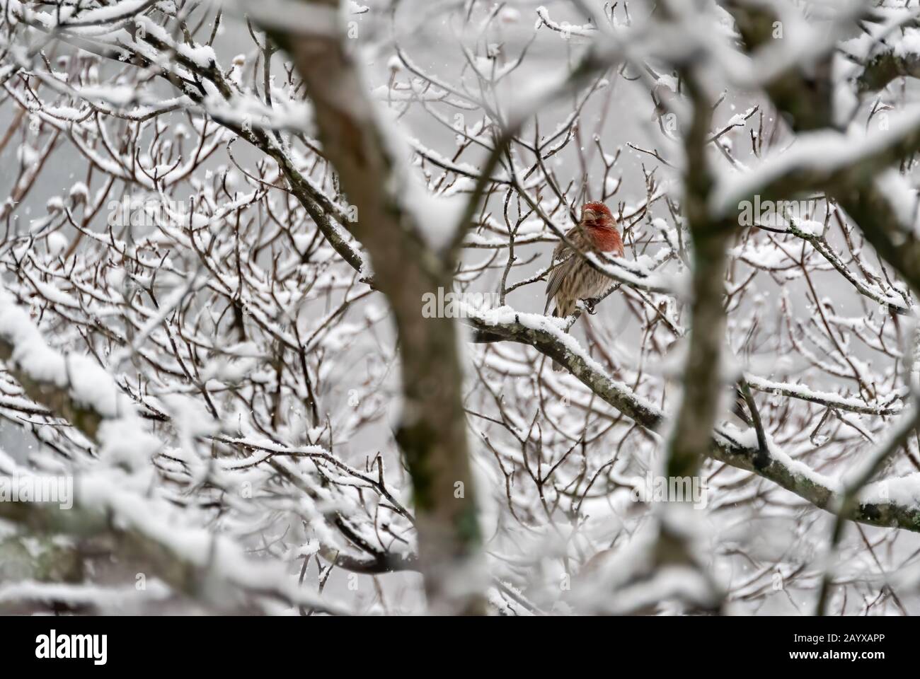 Red house finch (Haemorhous mexicanus) in albero Dogwood innevato ad Atlanta, Georgia. (USA) Foto Stock