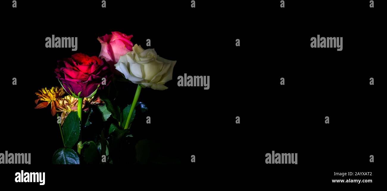 Rosa rosso e bianco rosa insieme con sfondo nero Foto Stock