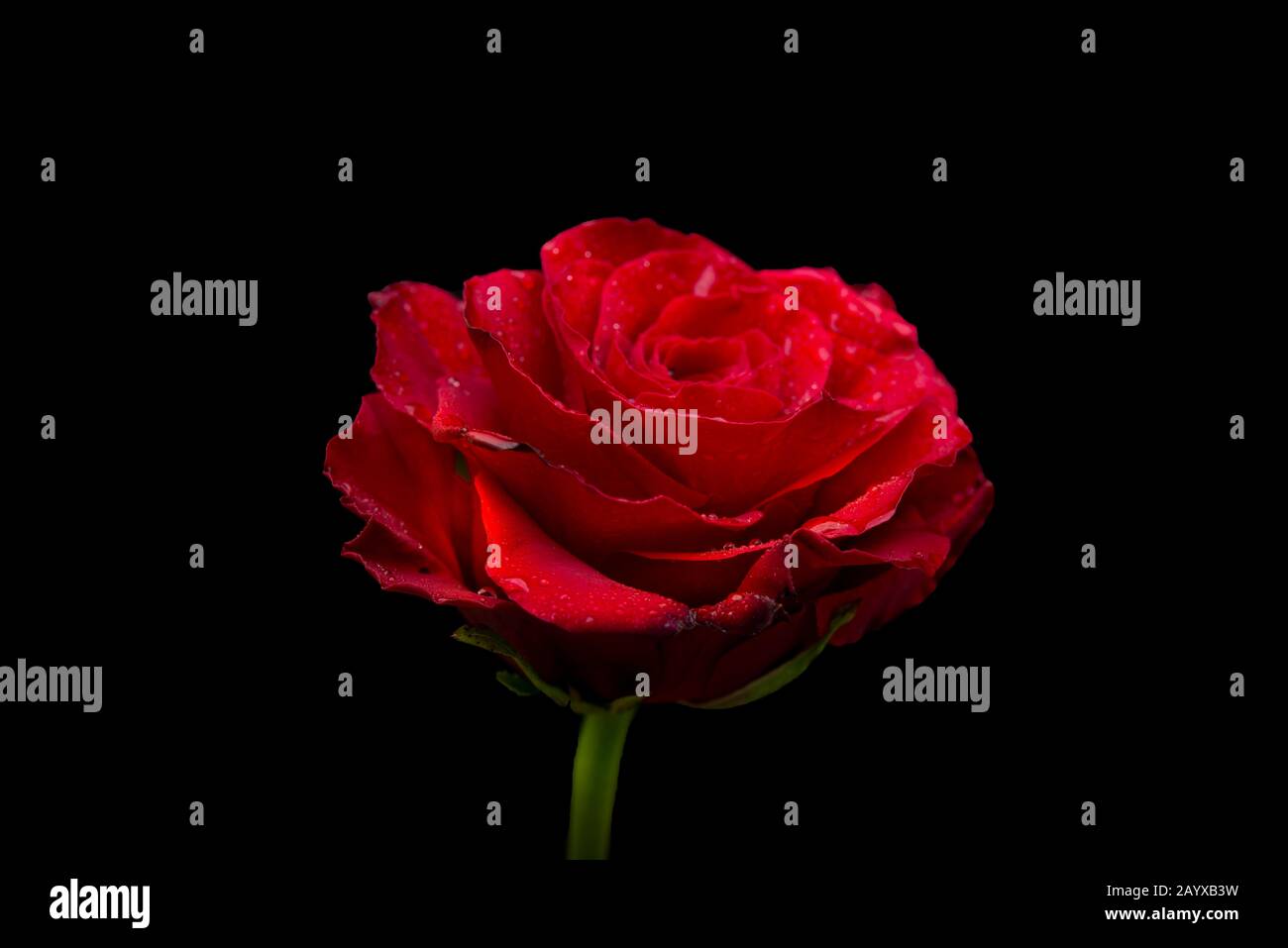 Closeup vista Red Rose isolato su nero banner modello Foto Stock