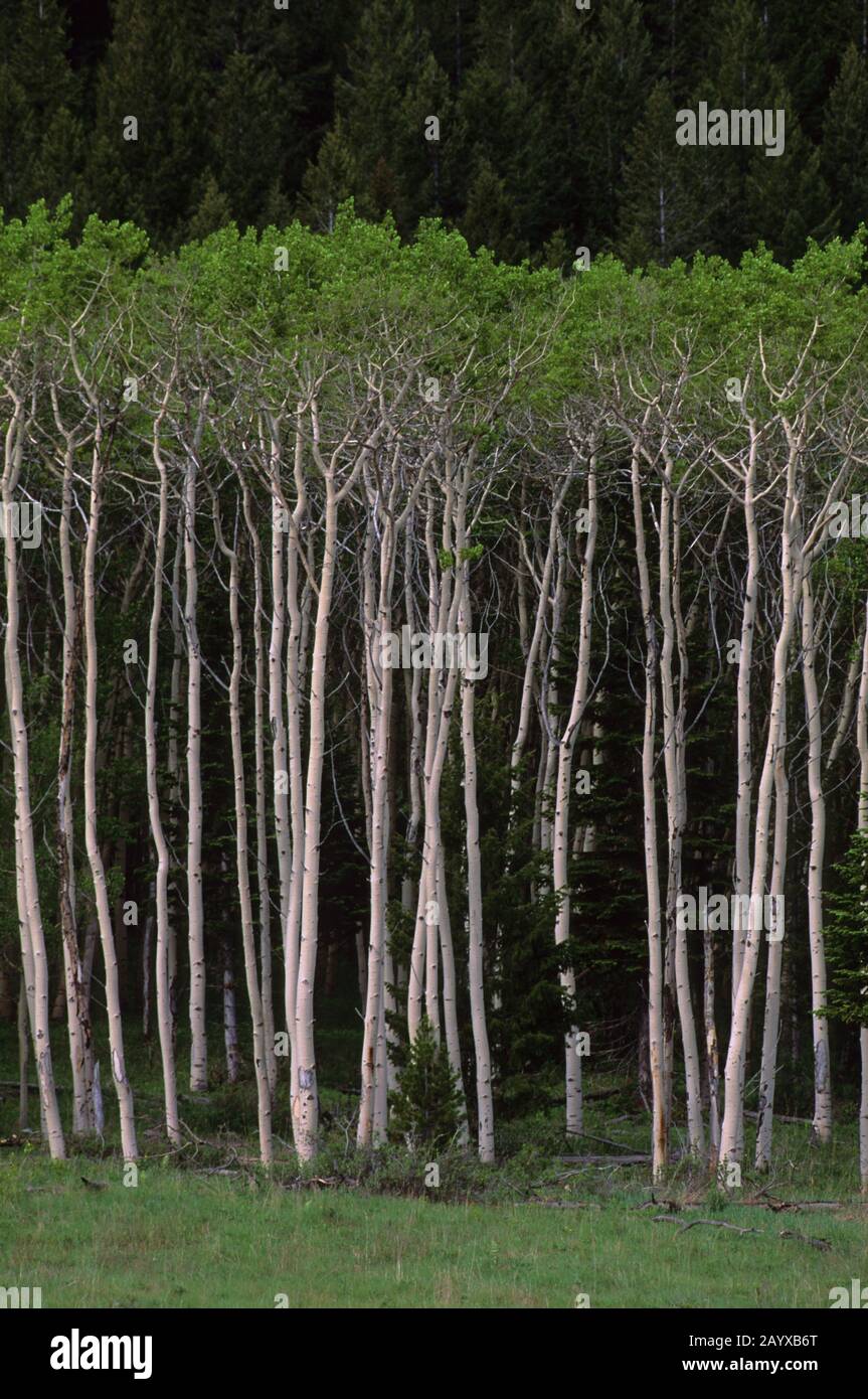 Vista di un gruppo di alberi di aspen al Red Rock Lakes National Wildlife Refuge nel Montana occidentale degli Stati Uniti. Foto Stock