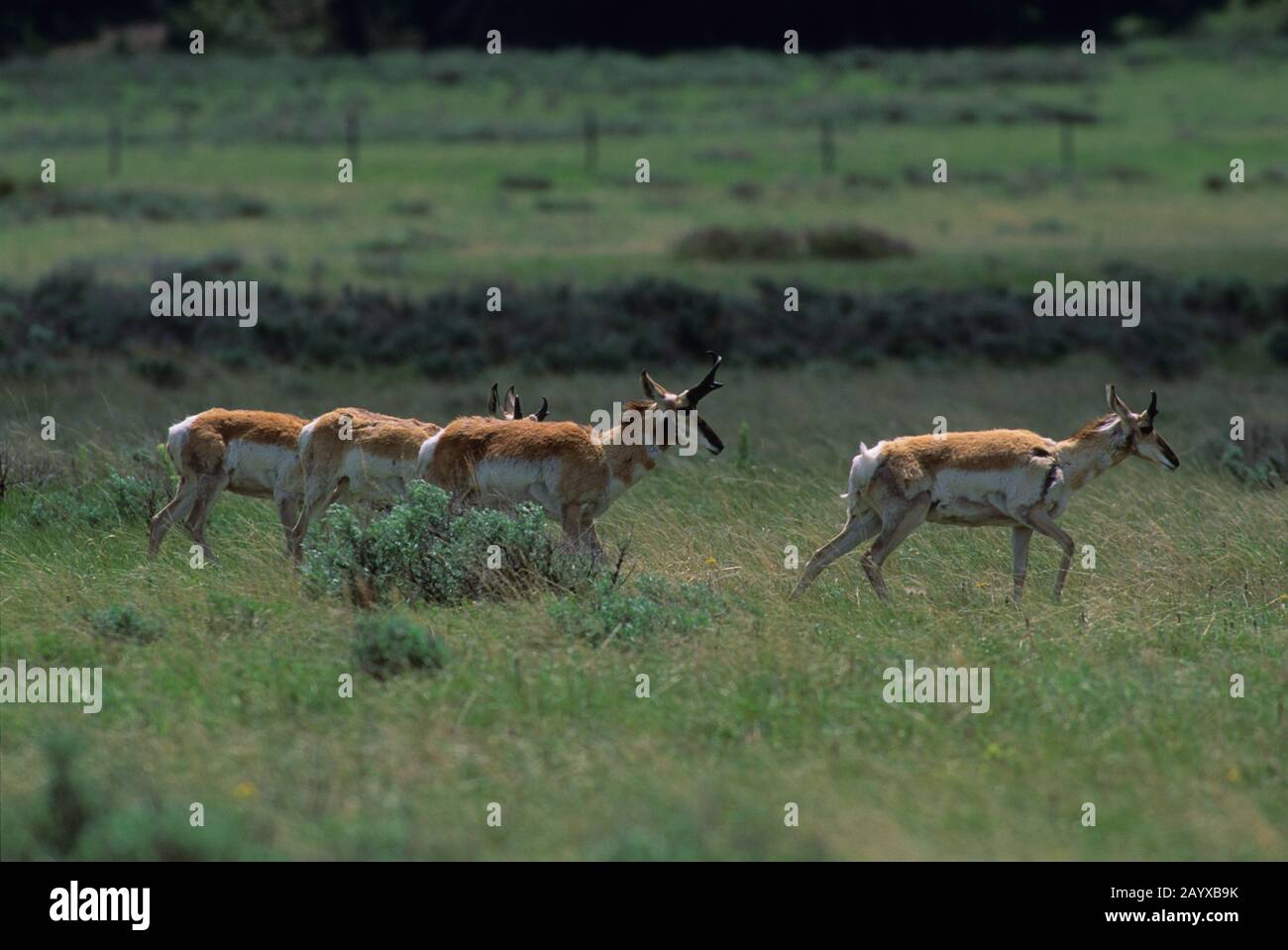 Un gruppo di antilopi di Pronhorn (Antirocapra americana) al Red Rock Lakes National Wildlife Refuge nel Montana occidentale negli Stati Uniti. Foto Stock