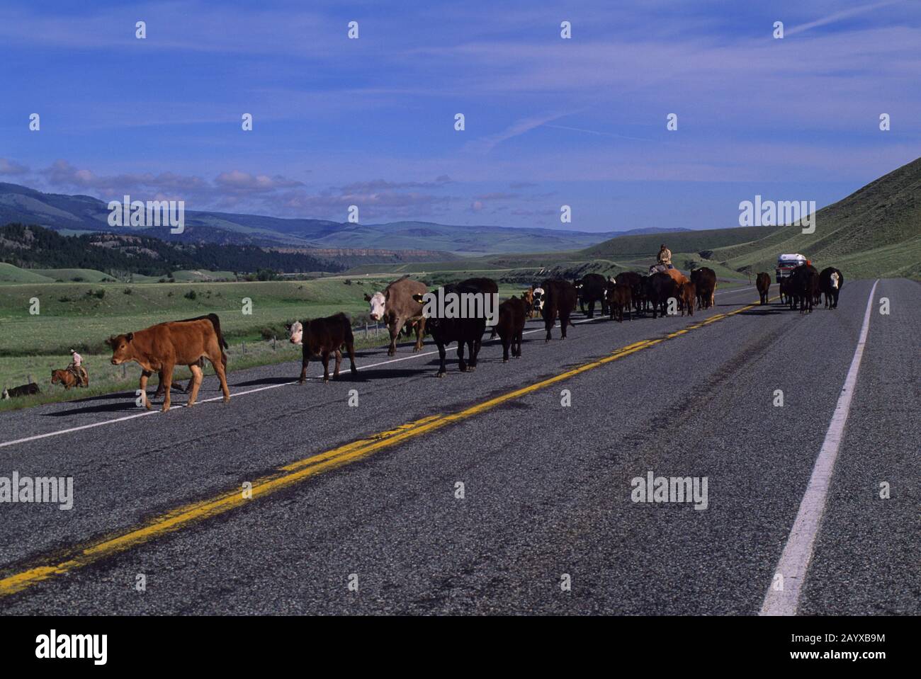 Un bovino guida lungo un'autostrada in Montana occidentale, Stati Uniti. Foto Stock
