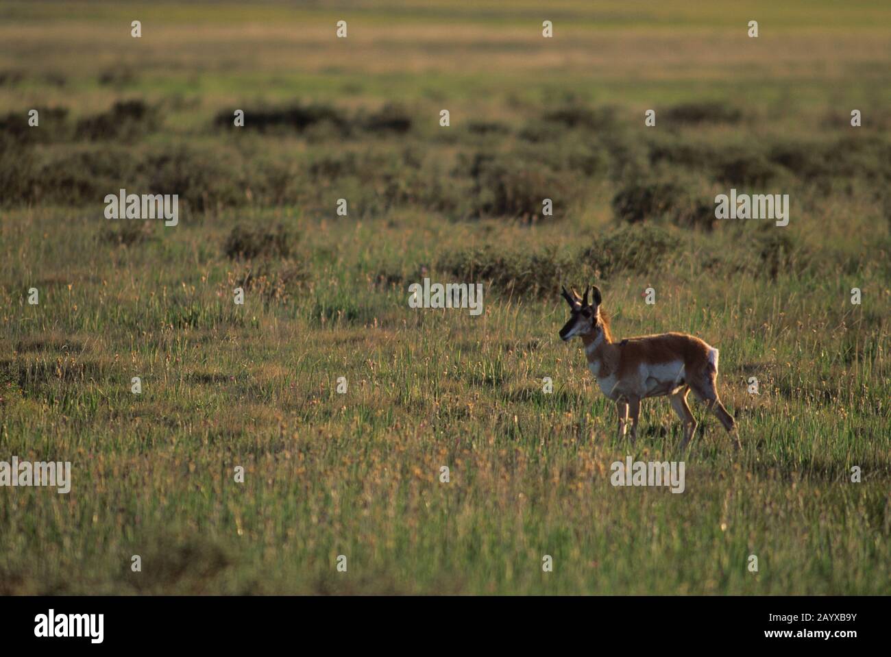 Antilope maschile Pronhorn (Antirocapra americana) al Red Rock Lakes National Wildlife Refuge, nel Montana occidentale, negli Stati Uniti. Foto Stock