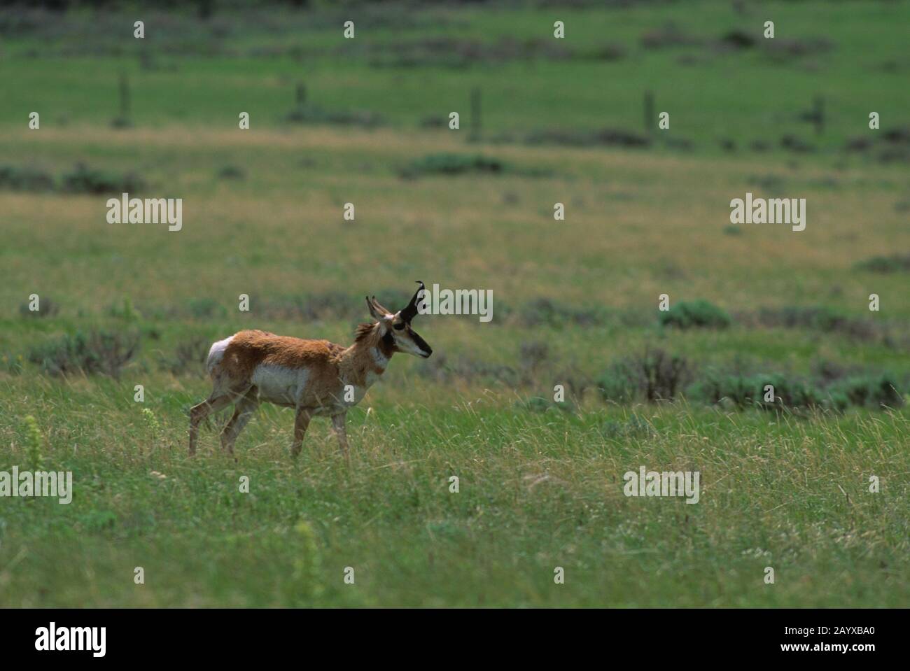 Antilope maschile Pronhorn (Antirocapra americana) al Red Rock Lakes National Wildlife Refuge, nel Montana occidentale, negli Stati Uniti. Foto Stock