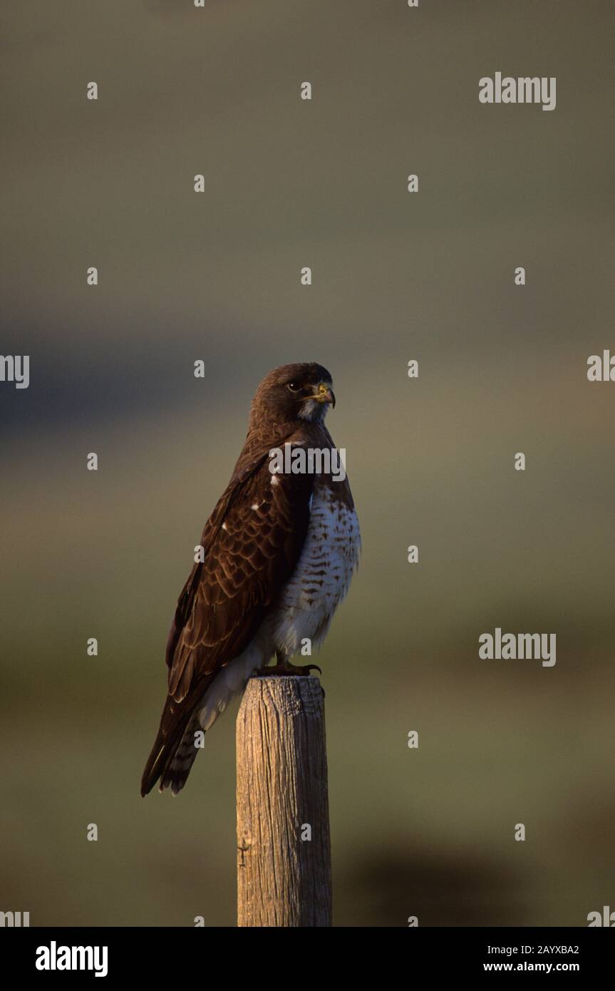 Falco di Swainson (Buteo swainsoni) seduto su un recinto presso il Red Rock Lakes National Wildlife Refuge, nel Montana occidentale, negli Stati Uniti. Foto Stock