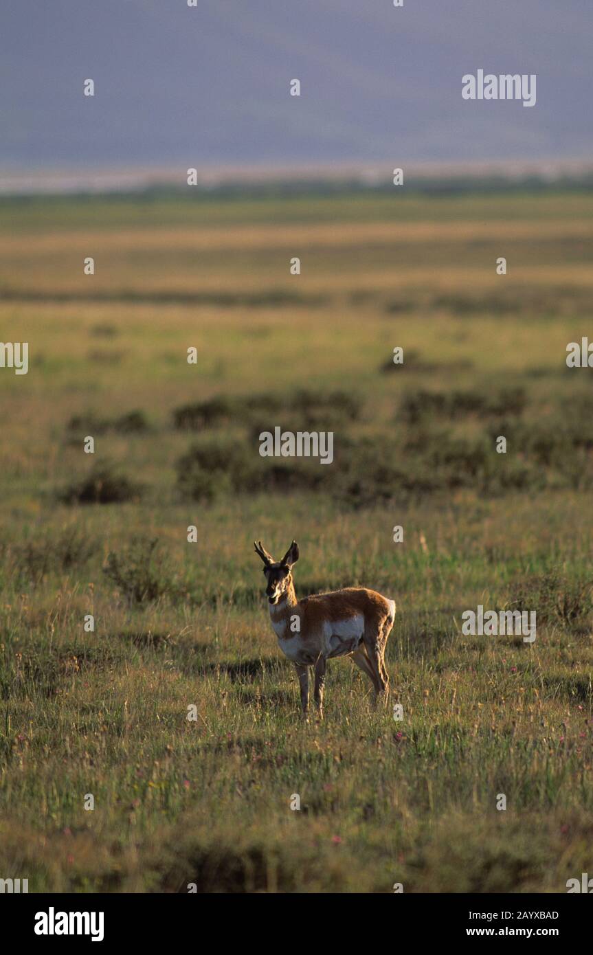 Antilope maschile Pronhorn (Antirocapra americana) al Red Rock Lakes National Wildlife Refuge, nel Montana occidentale, negli Stati Uniti. Foto Stock
