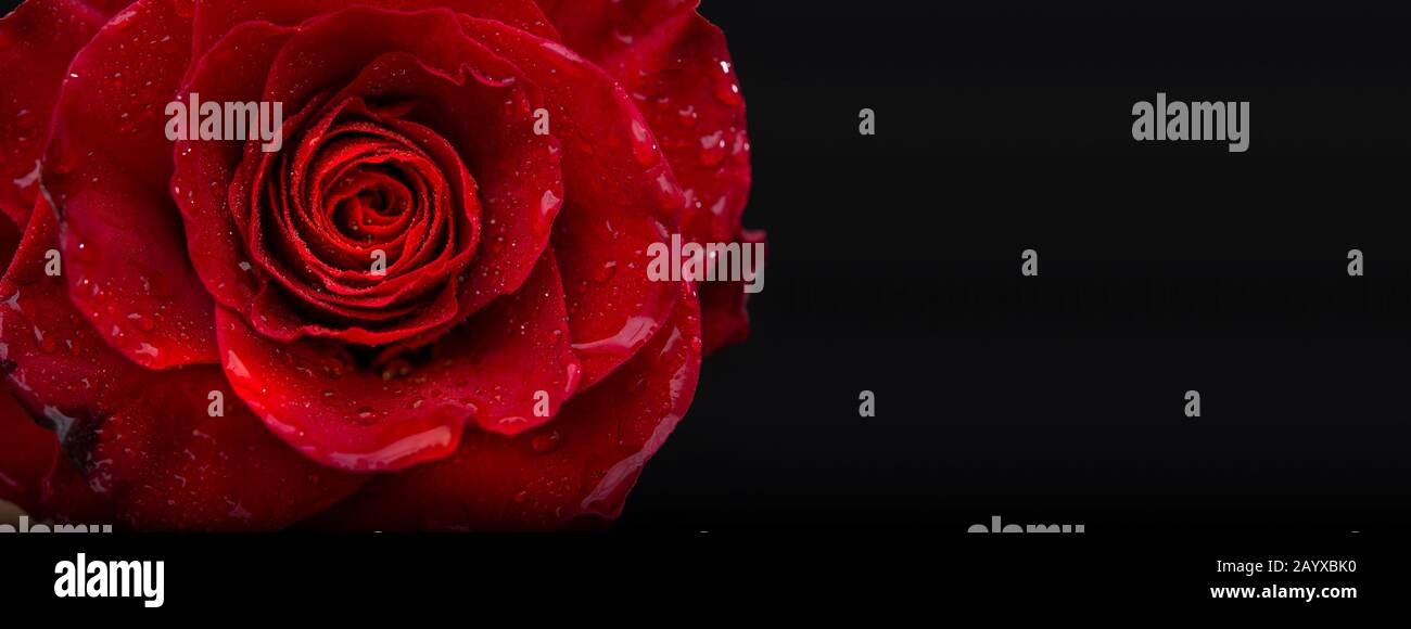 Rosa rossa con gocce d'acqua vista closeup con modello banner nero Foto Stock