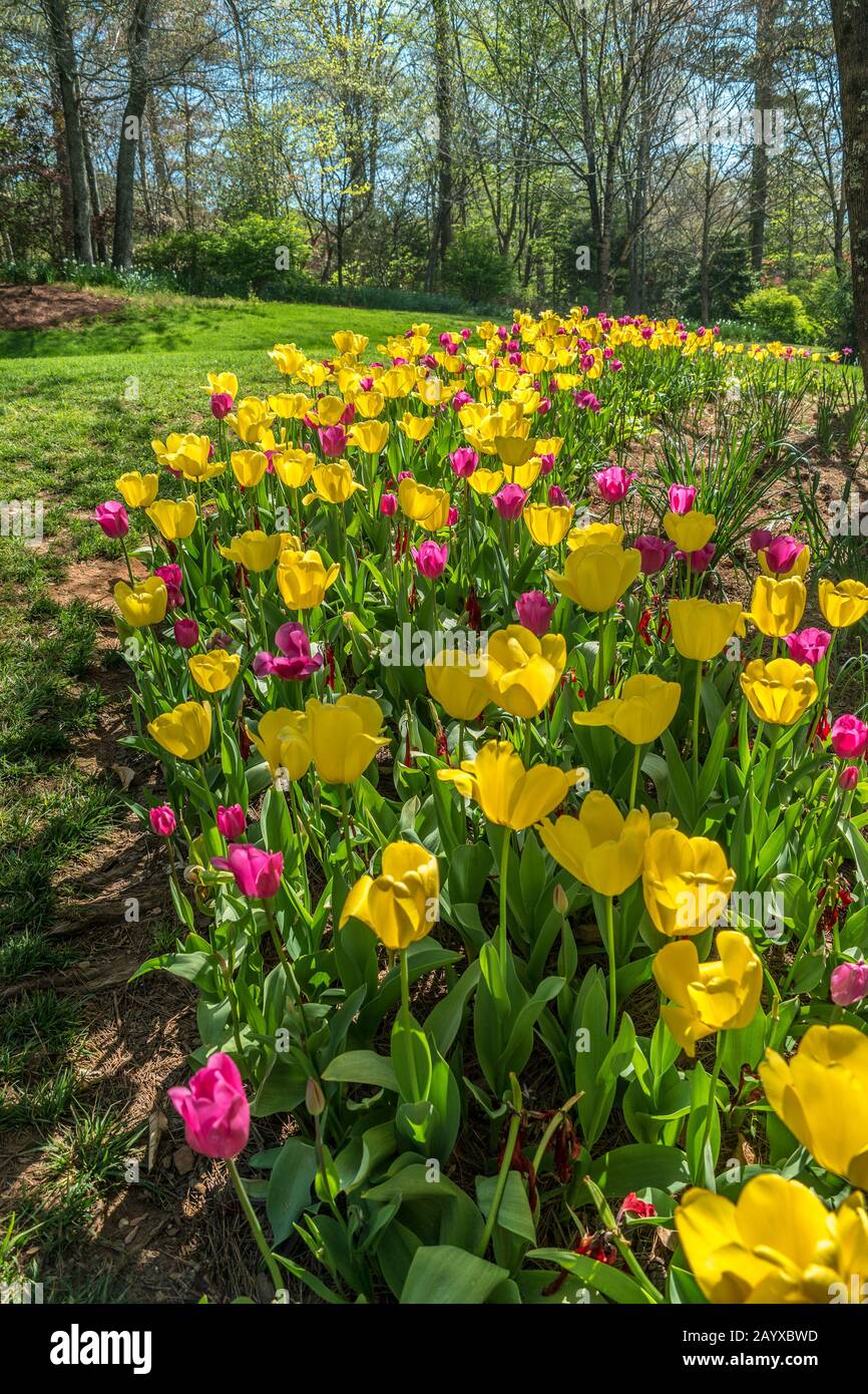 Un letto di fiori di tulipani giallo e magenta o rosa scuro mescolato con i boschi sullo sfondo in una giornata luminosa e soleggiata in primavera closeup Foto Stock
