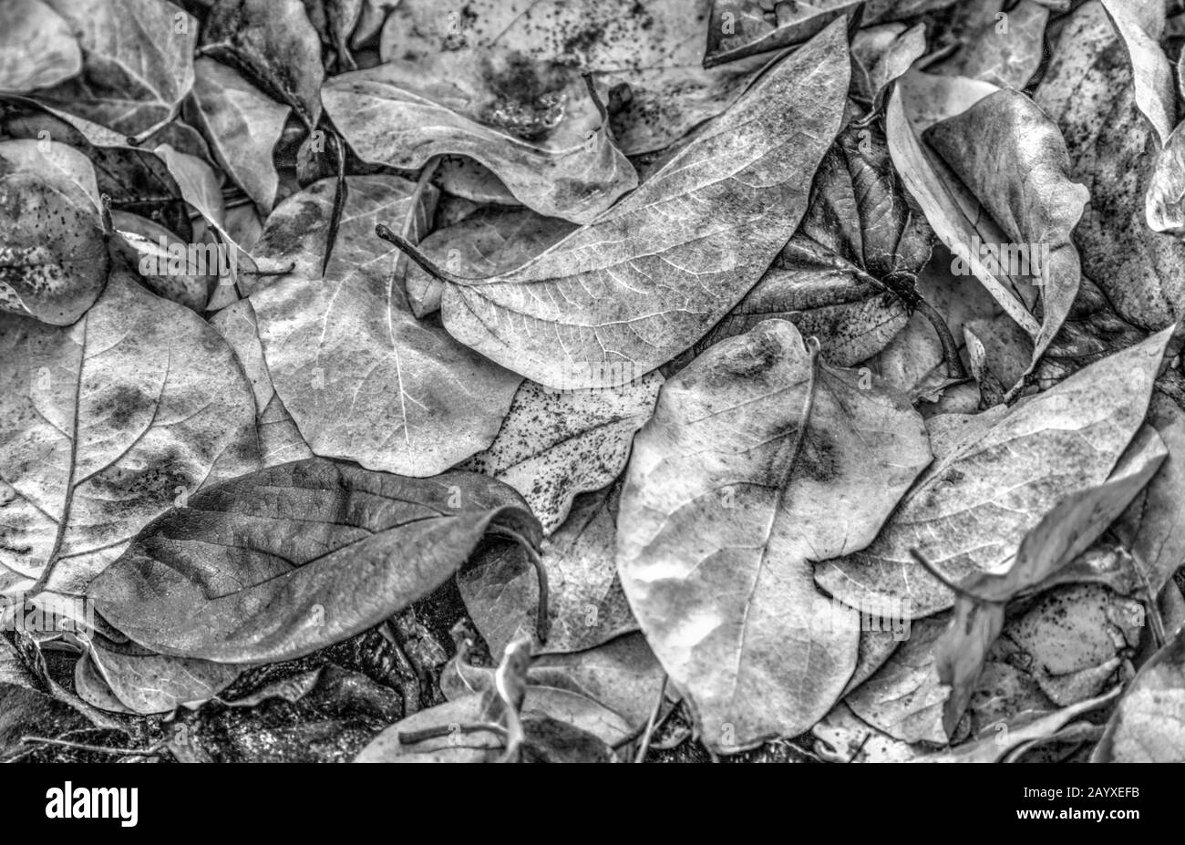 Uno sfondo di foglie d'autunno appassite in bianco e nero Foto Stock