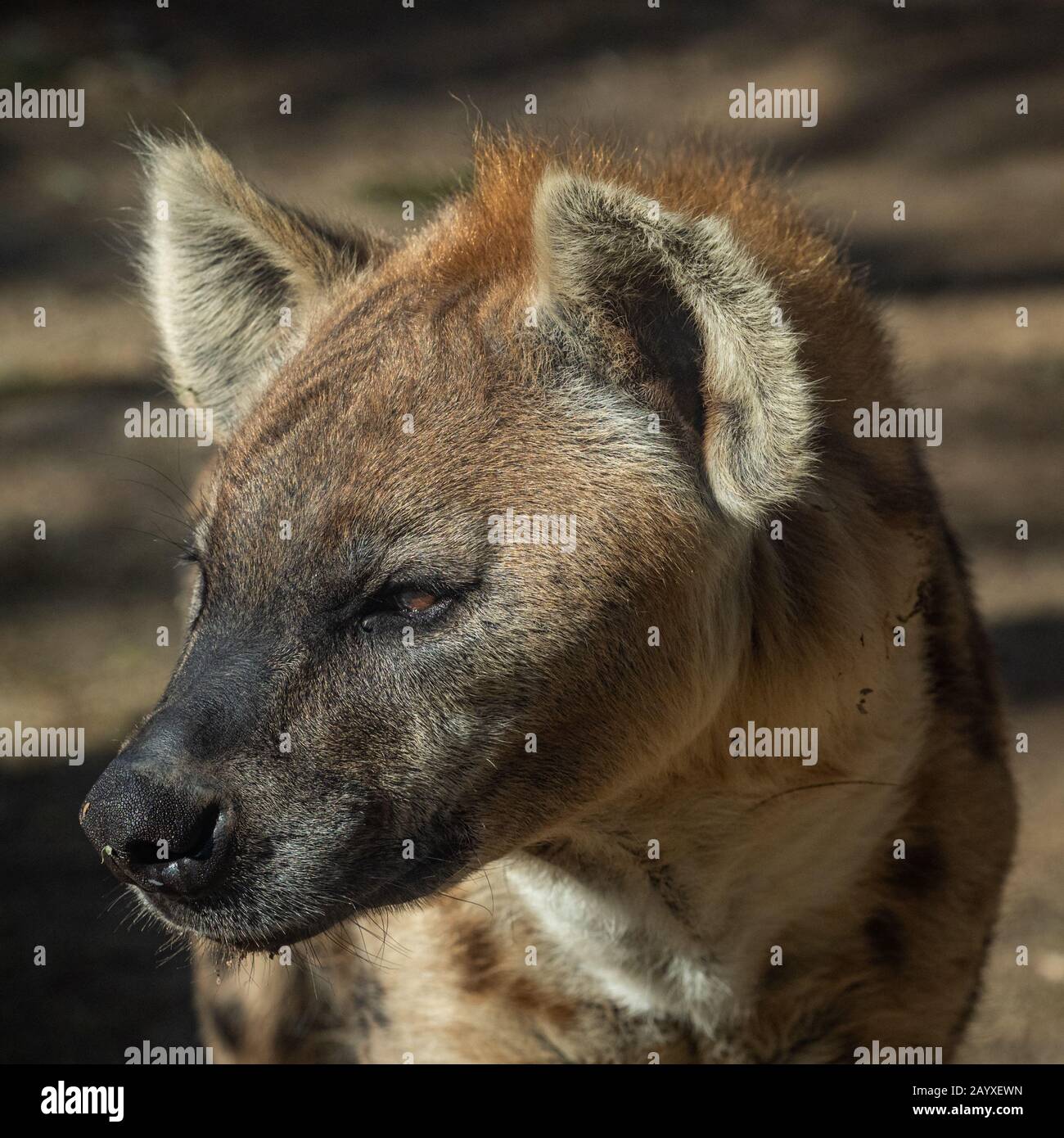Le iene macchiate sono famosi scavengers e spesso cenano sugli avanzi di altri predatori. Sono anche cacciatori esperti che possono prendere giù la villa o Foto Stock