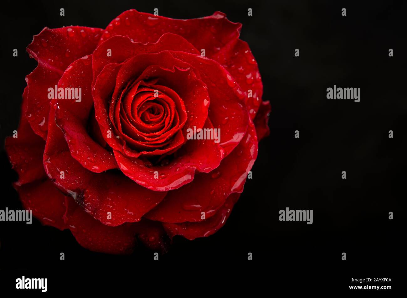 Rosa rossa con gocce d'acqua vista closeup con modello banner nero Foto Stock