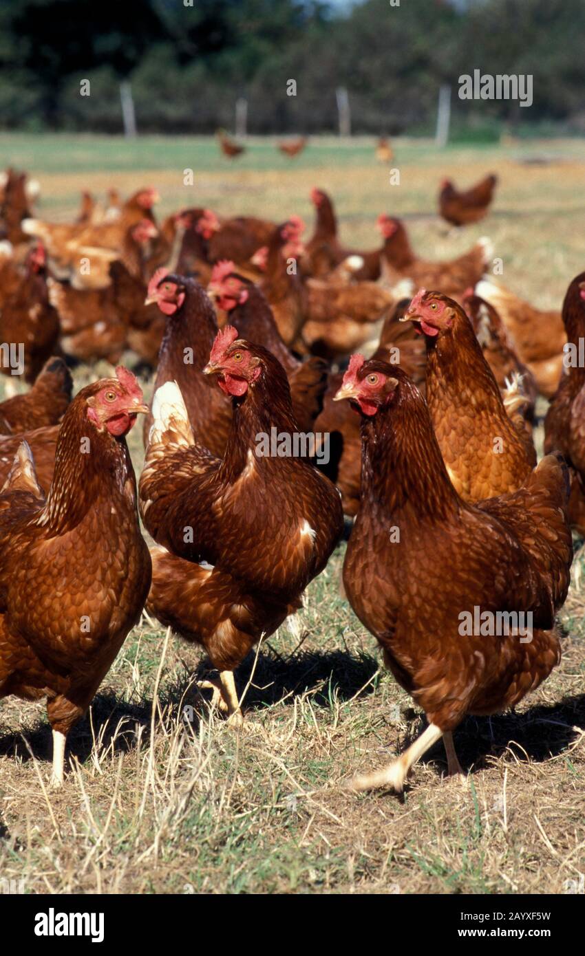 Galline ruspanti Foto Stock
