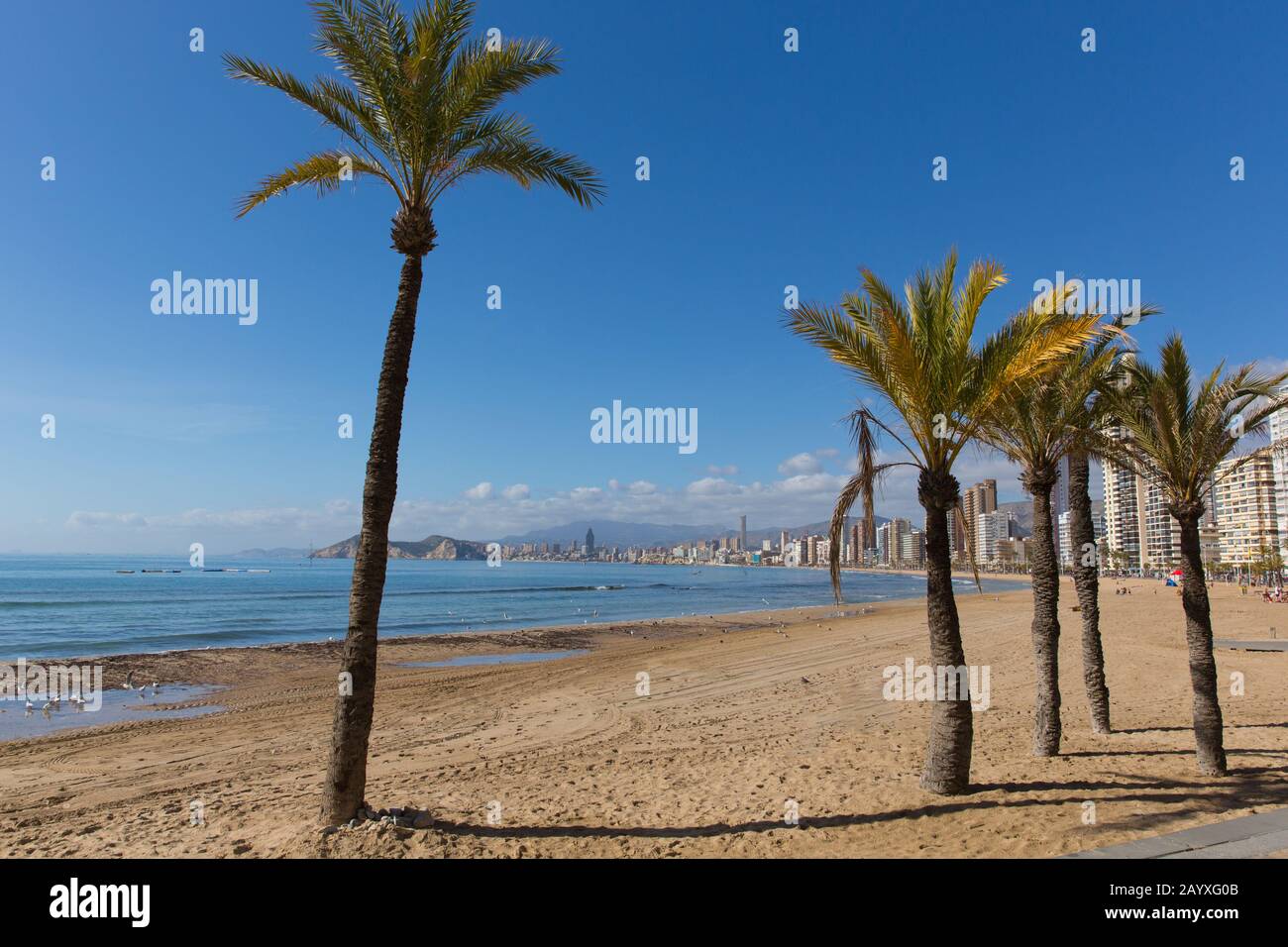 Benidorm Spagna palme sulla spiaggia costa mediterranea spagnola al sole Foto Stock