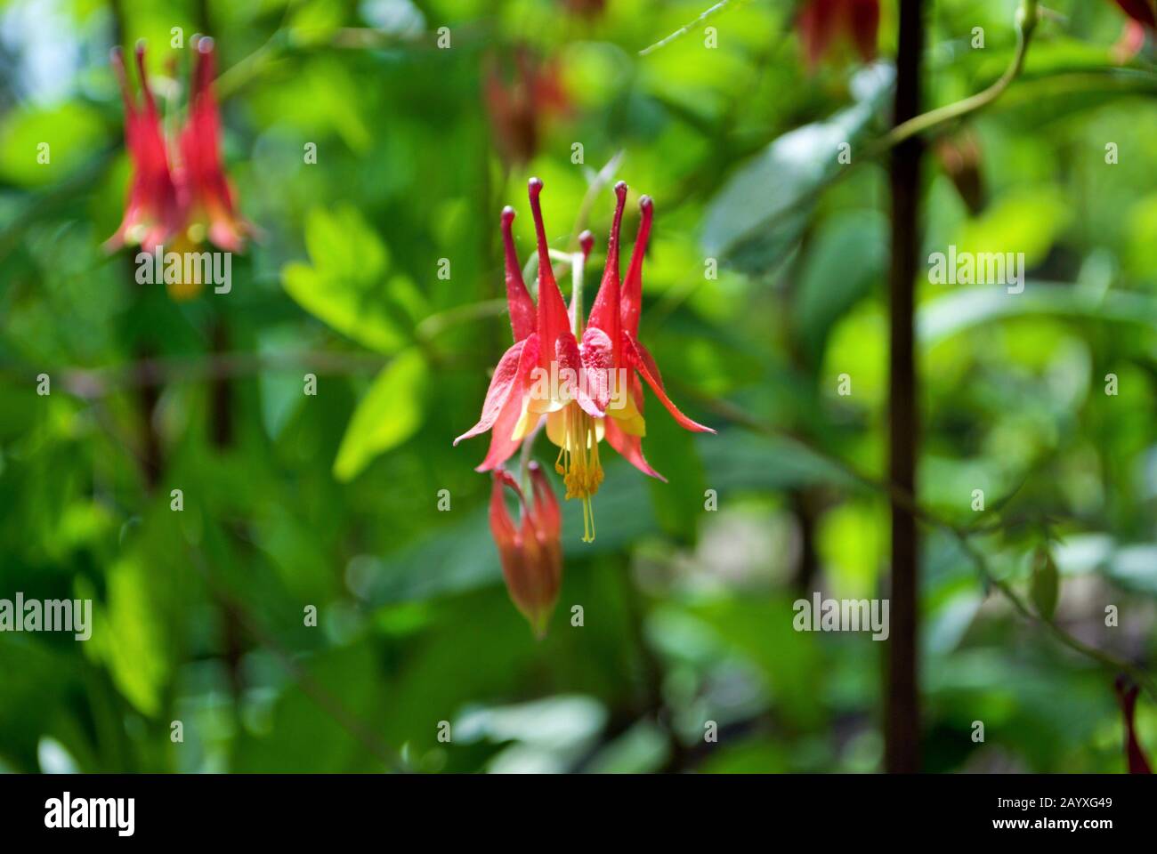 Primo piano di un Aquilegia Canadensis o colonna rossa in piena fioritura nel mio giardino Foto Stock