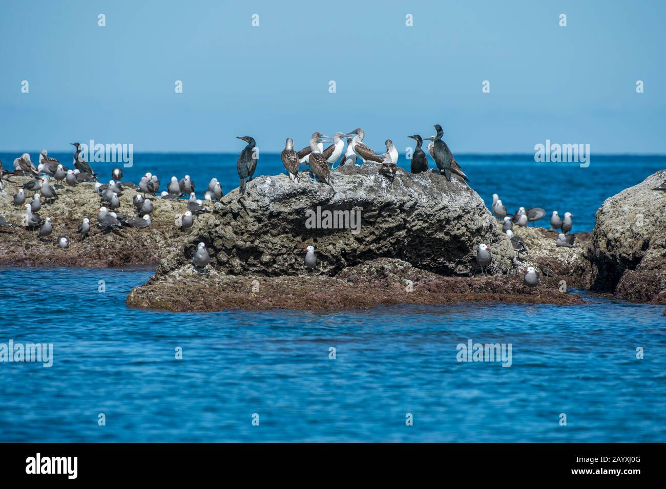 Vista di una piccola isola di uccelli con gabbiano di Heermann (Larus heermanni), cormorani e boobies blu-footed (Sula nebouxii) nella baia di Aqua Verde, un sma Foto Stock