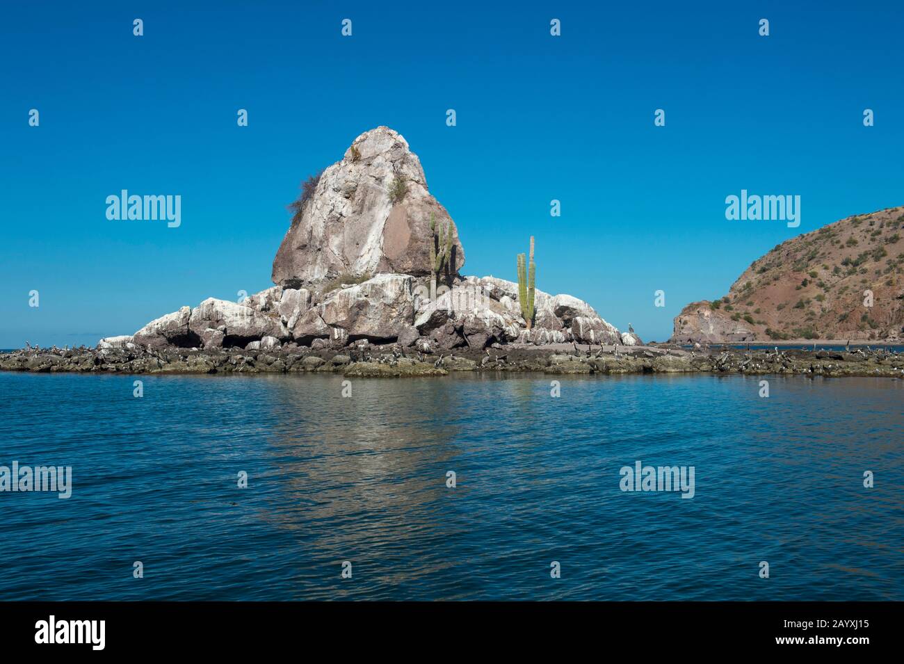 Vista di una piccola isola di uccelli con cactus di Cardon (Pachycereus pringlei) e gabbiano di Heermann (Larus heermanni), pellicani marroni (Pelecanus occidentalis), Foto Stock