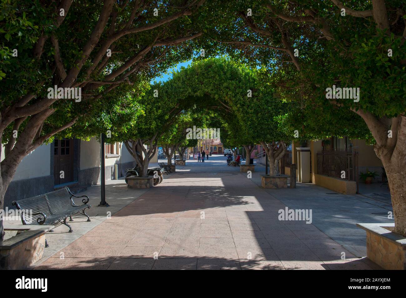 Street scene con alberi nella città di Loreto, Mare di Cortez, Baja California, Messico. Foto Stock