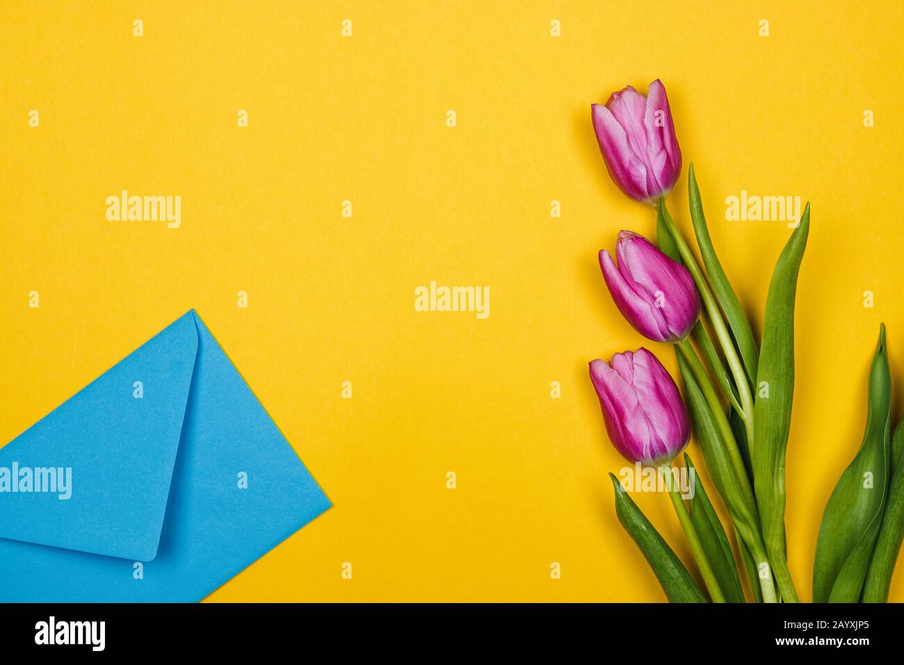 tulipani rosa e busta blu giacenti nell'angolo su sfondo giallo Foto Stock