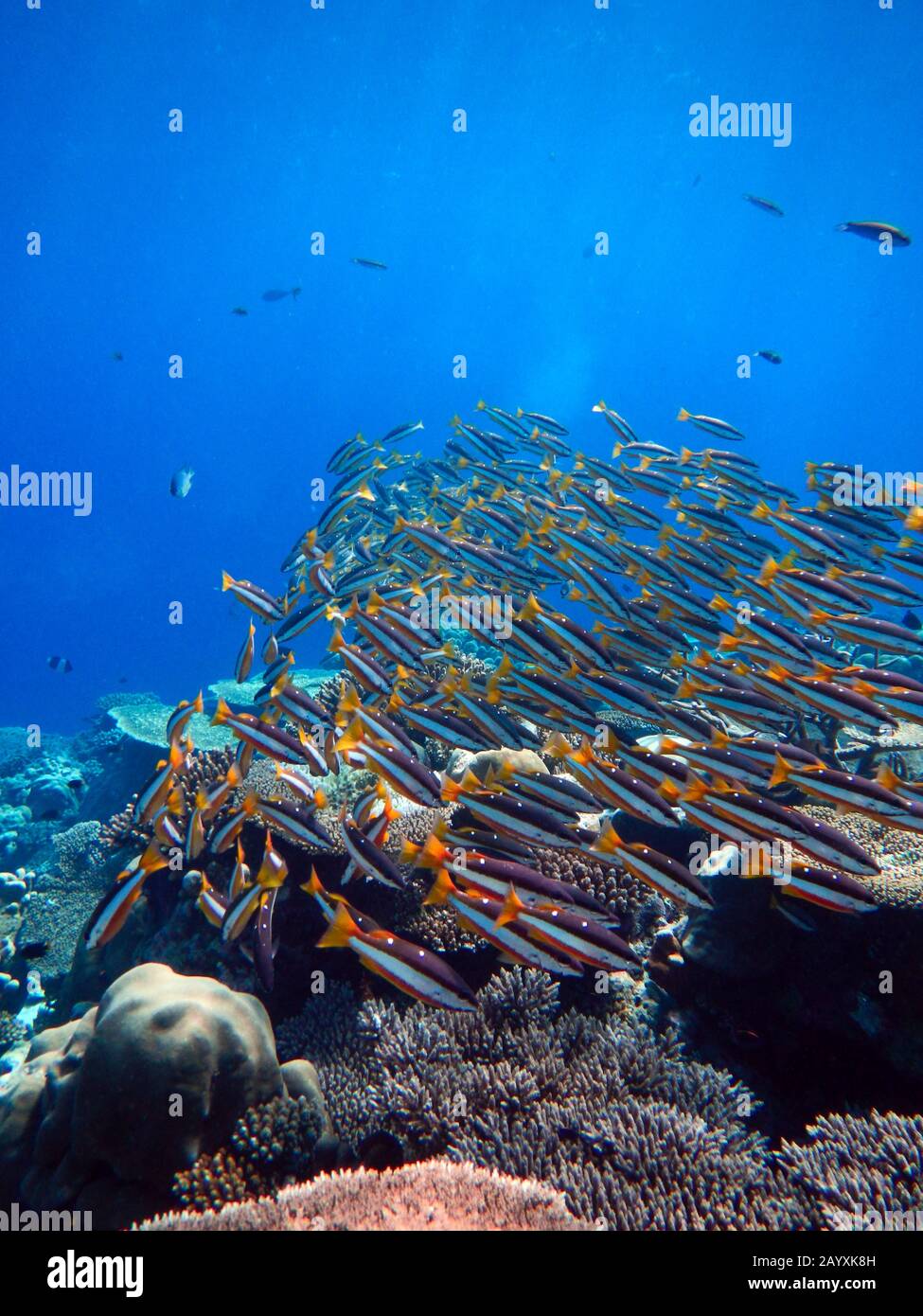 Barriera corallina subacquea con pesce Snapper Twospot (Lutjanus biguttatus). Maldive Foto Stock